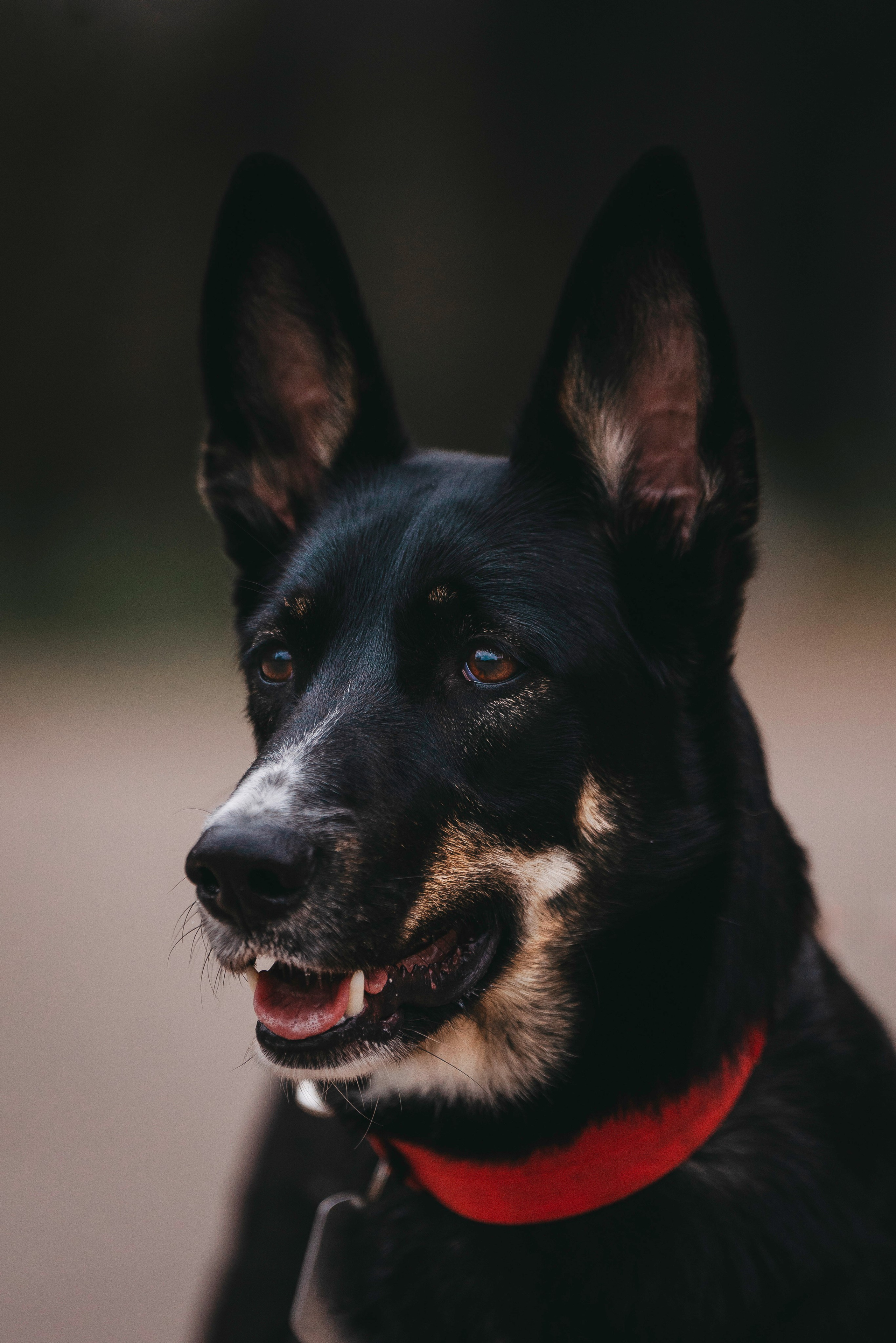 Эля и Шиза. Фотограф анималист в Спб недорого Олеся Майорова