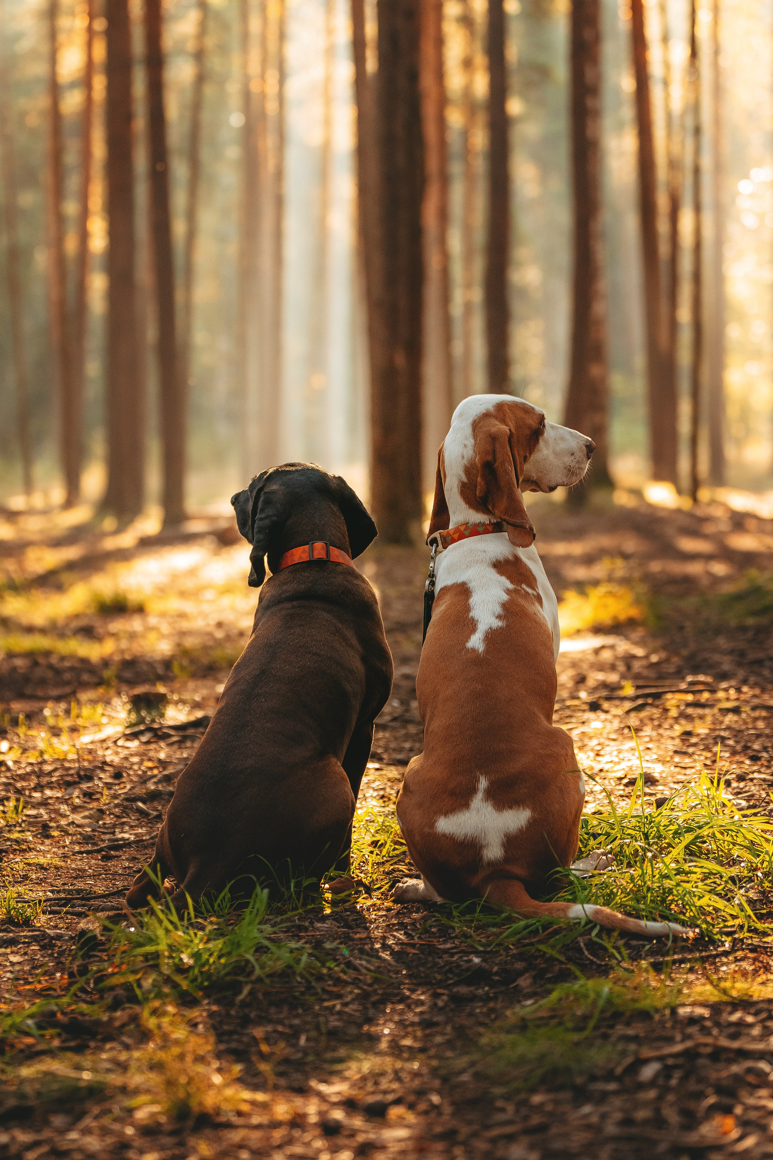 Ольга, Рора и Румпель. Фотограф анималист в Спб недорого Олеся Майорова