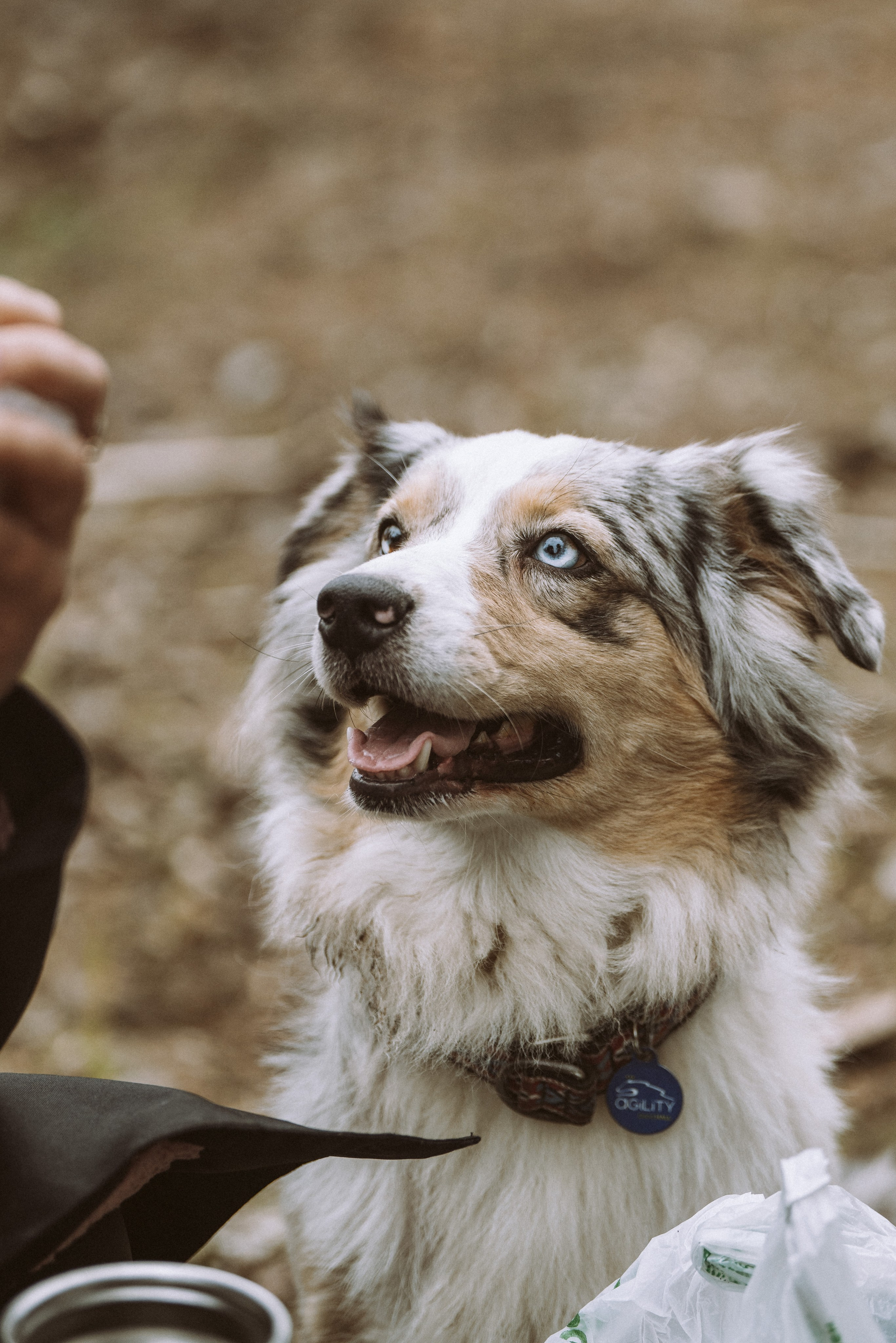 Дог трекинг к финскому хутору. Фотограф анималист в Спб недорого Олеся Майорова