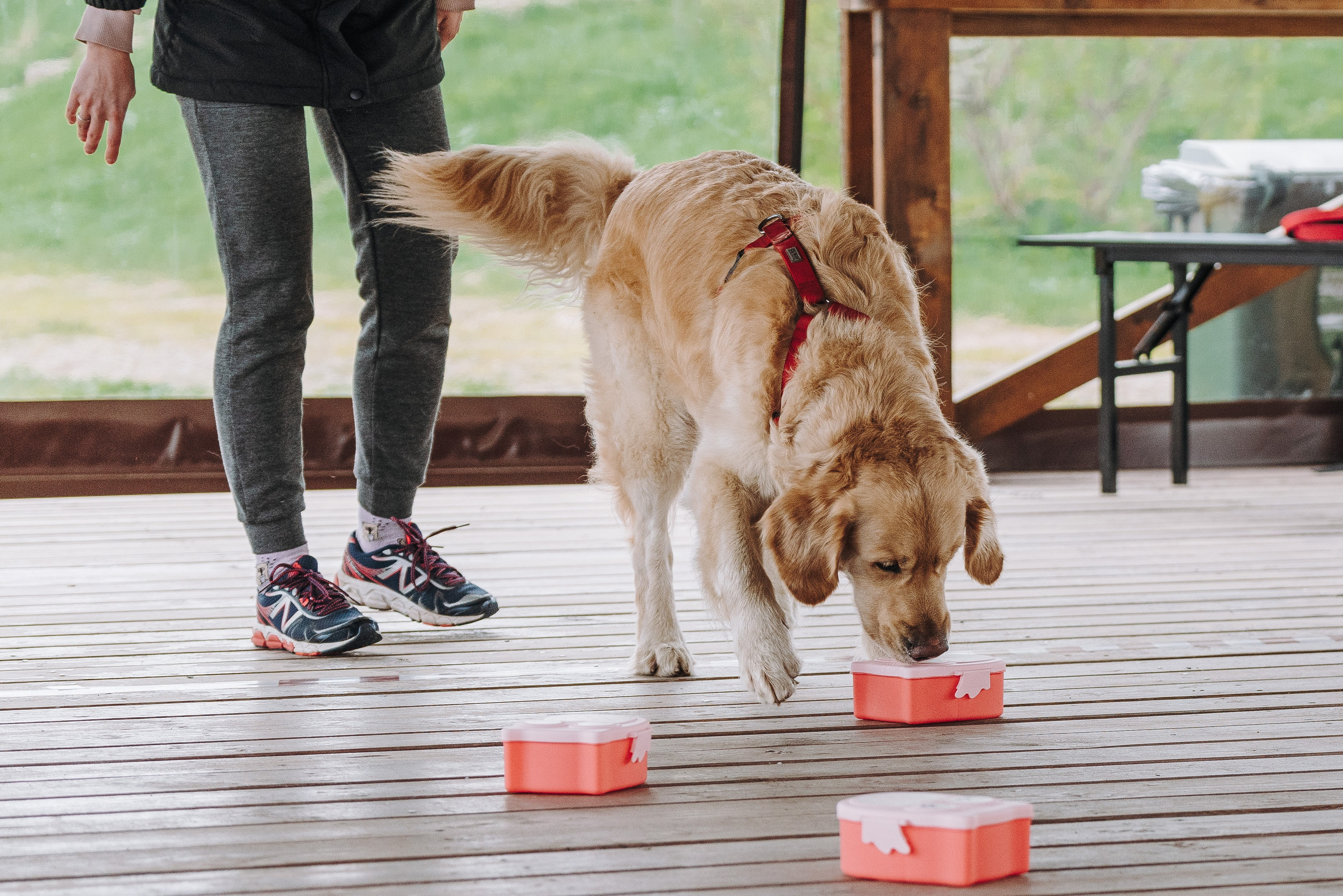 Соревнования по ноузворку в Лосево. Фотограф анималист в Спб недорого Олеся Майорова