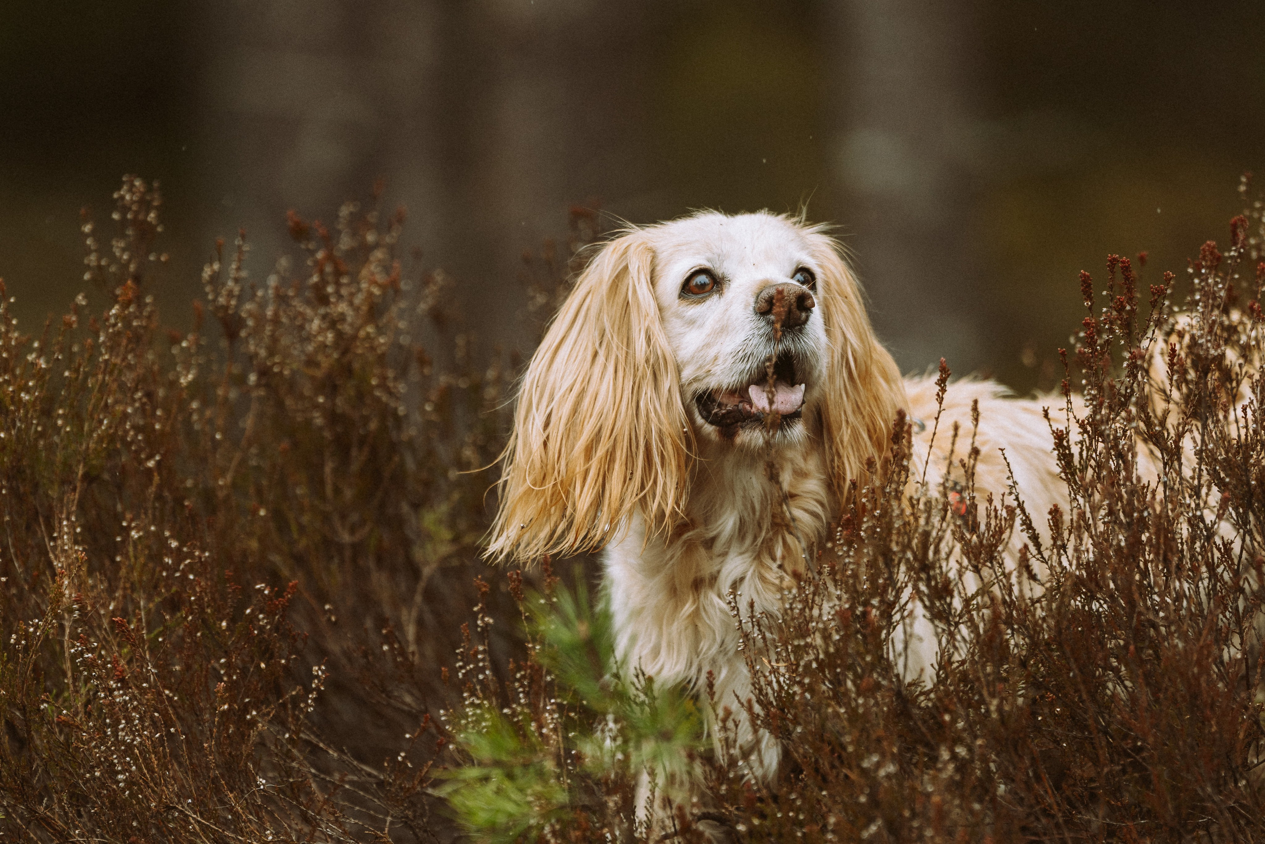 Дог трекинг к финскому хутору. Фотограф анималист в Спб недорого Олеся Майорова