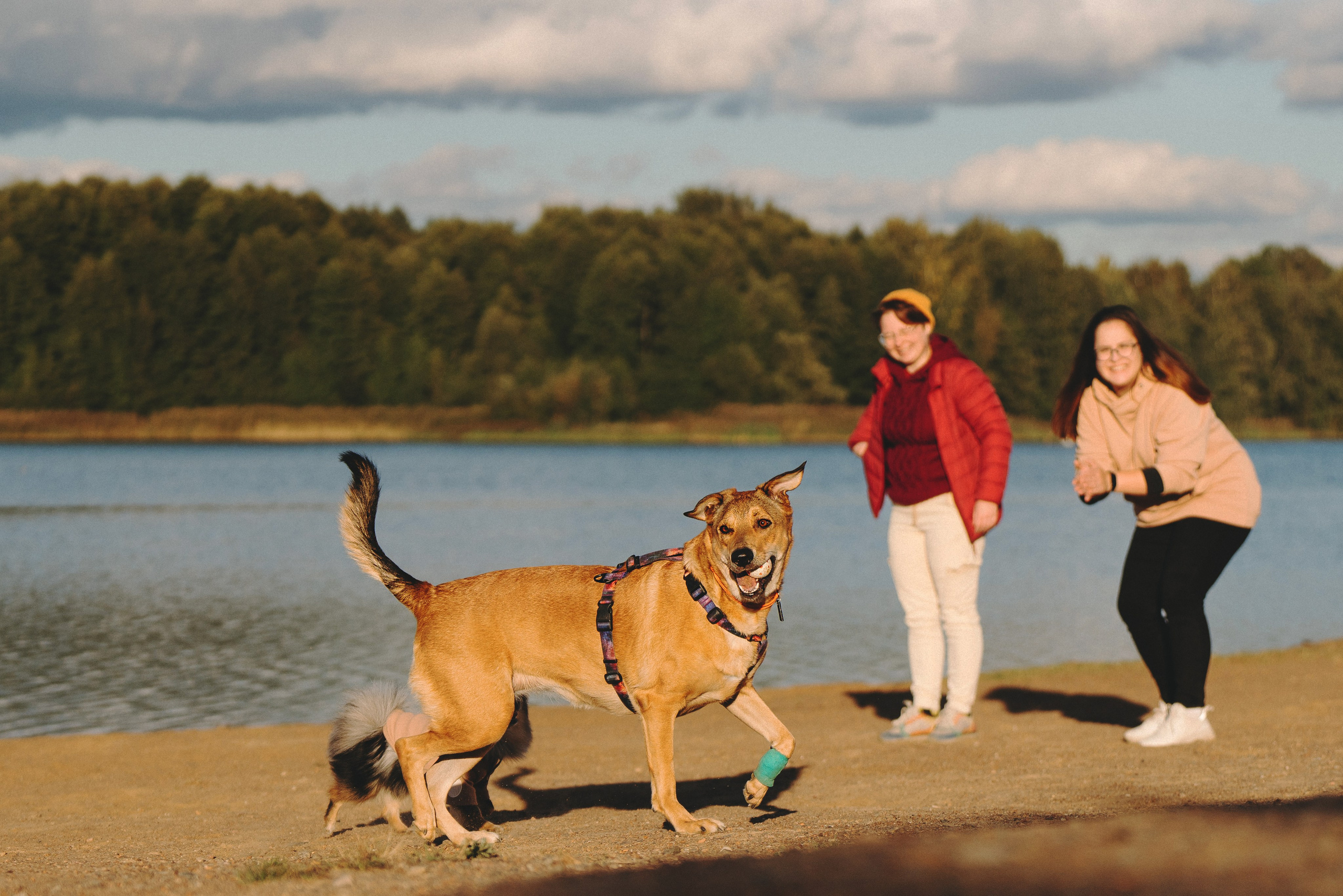 Семейная фотосессия с двумя собаками на закате. Фотограф анималист в Спб недорого Олеся Майорова