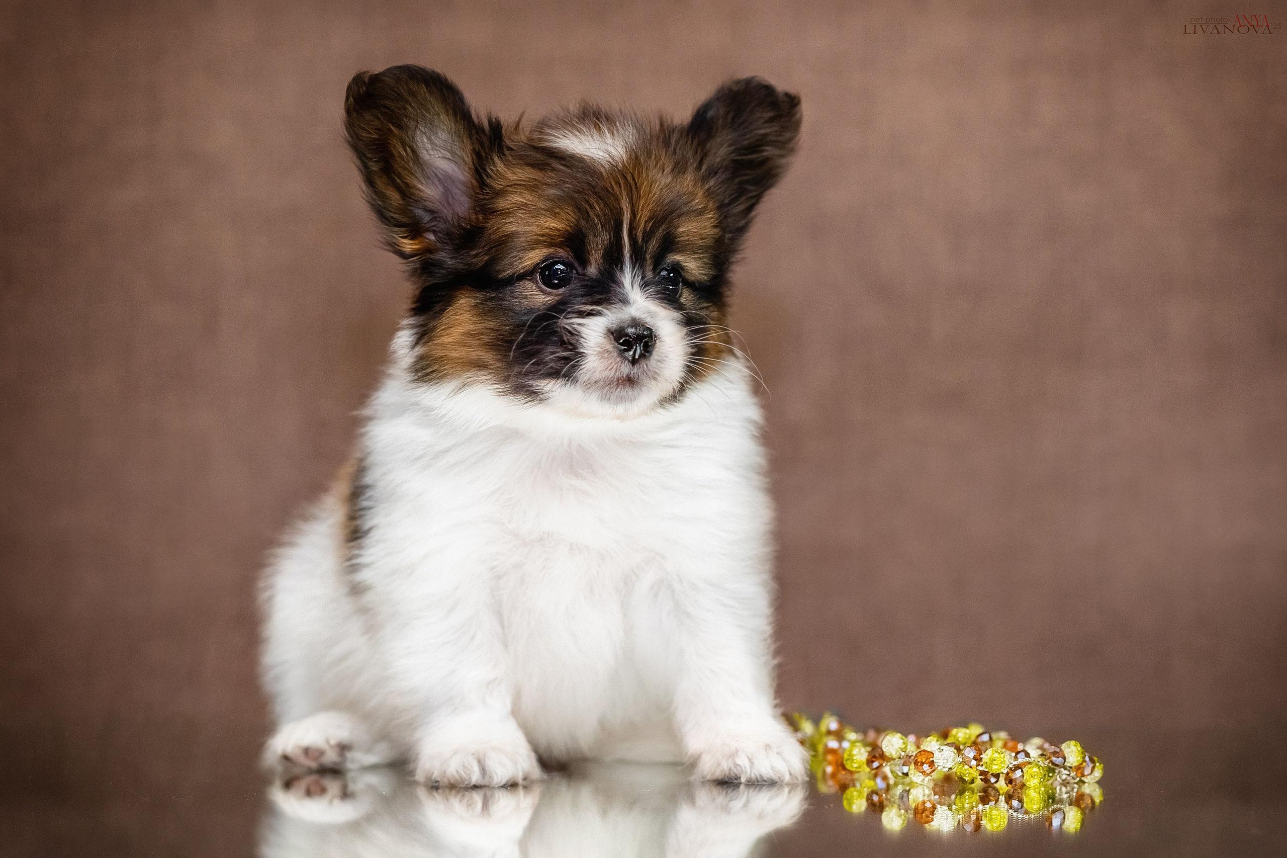 Папийончики. Фотограф анималист Аня Ливанова | Рыбинск
