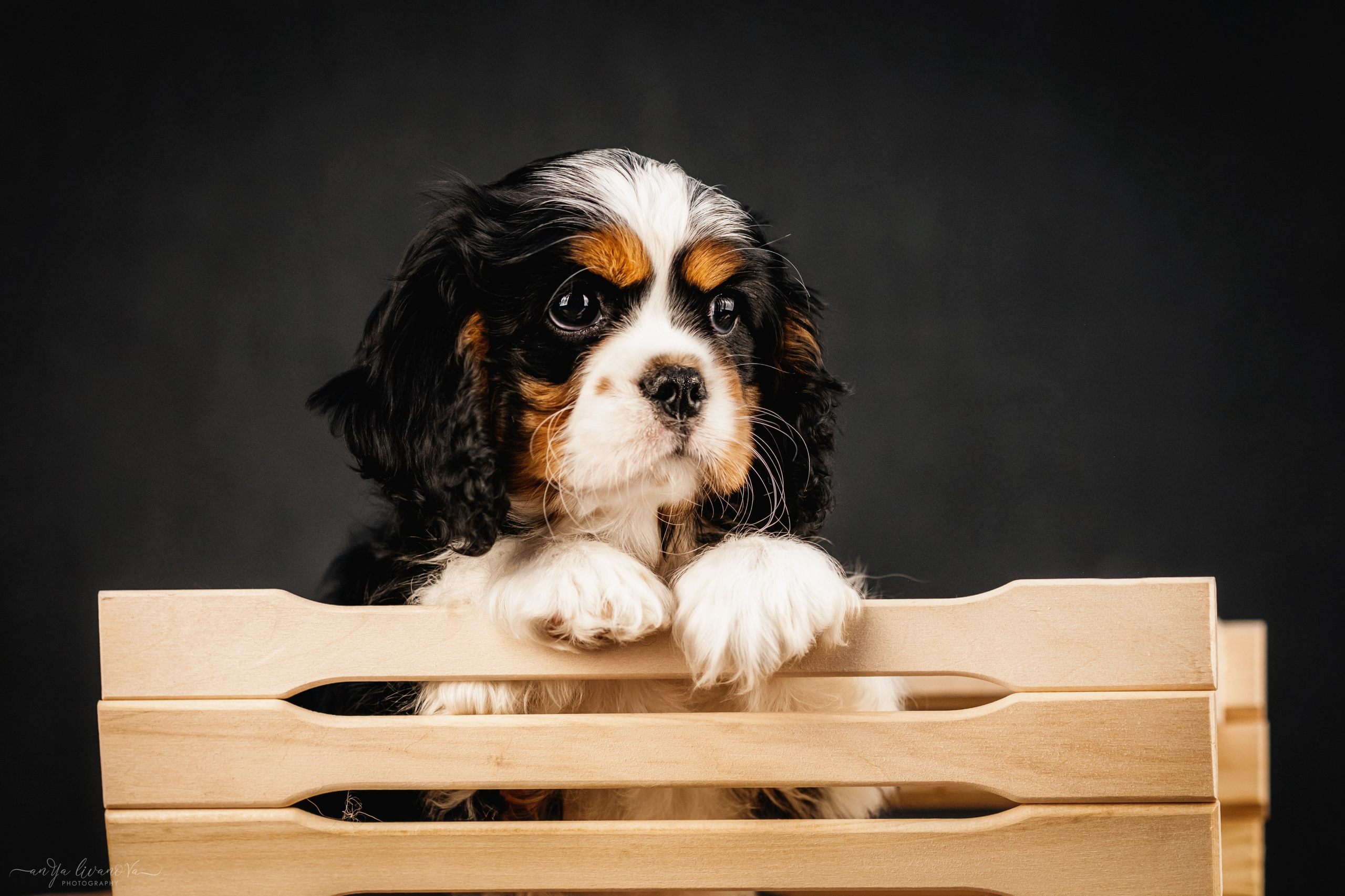 Кавалерчики. Фотограф анималист Аня Ливанова | Рыбинск