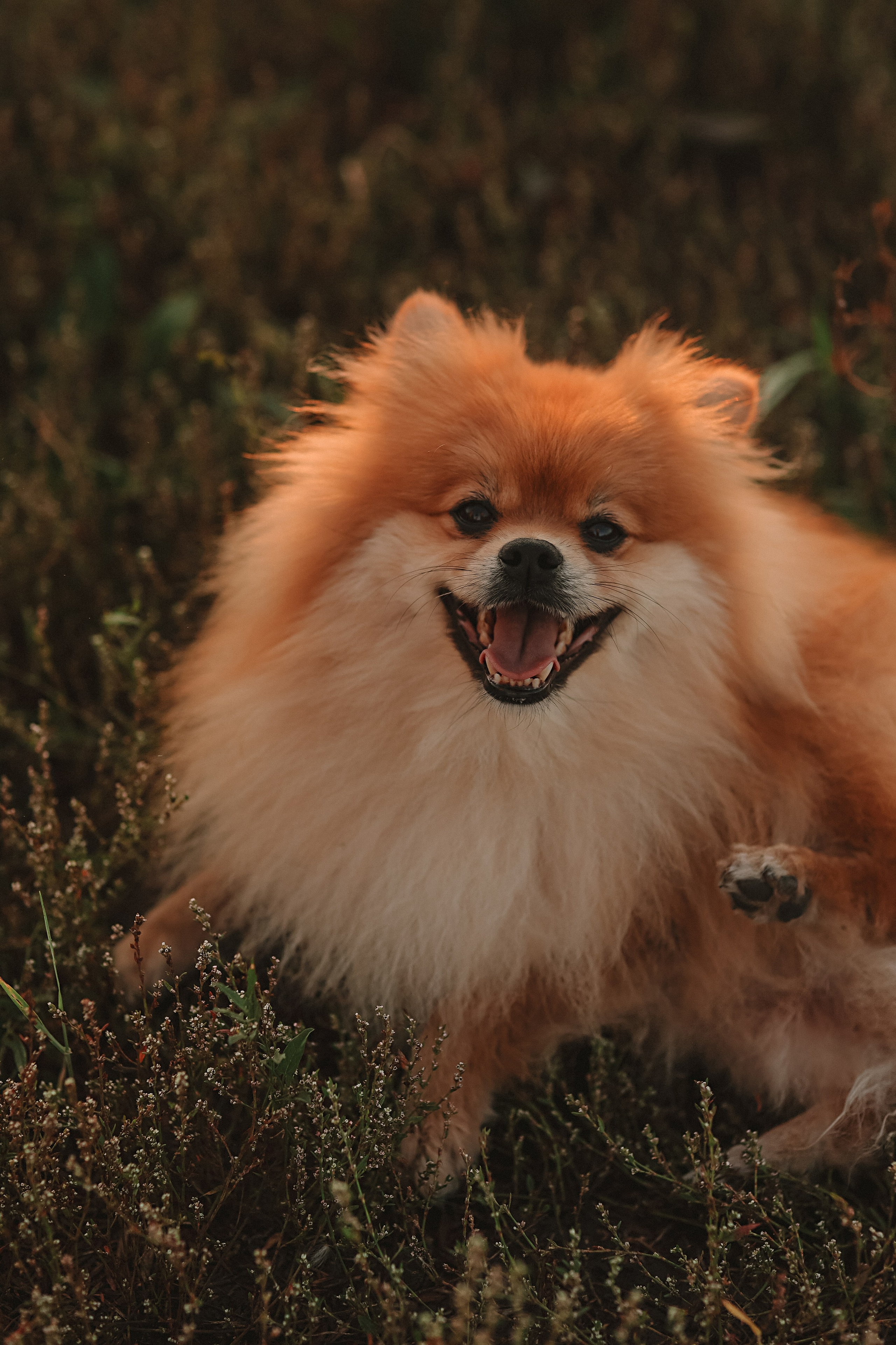 Закатное поле семейная. Семейный фотограф Тюмень, фотограф на роды Салмина Мария