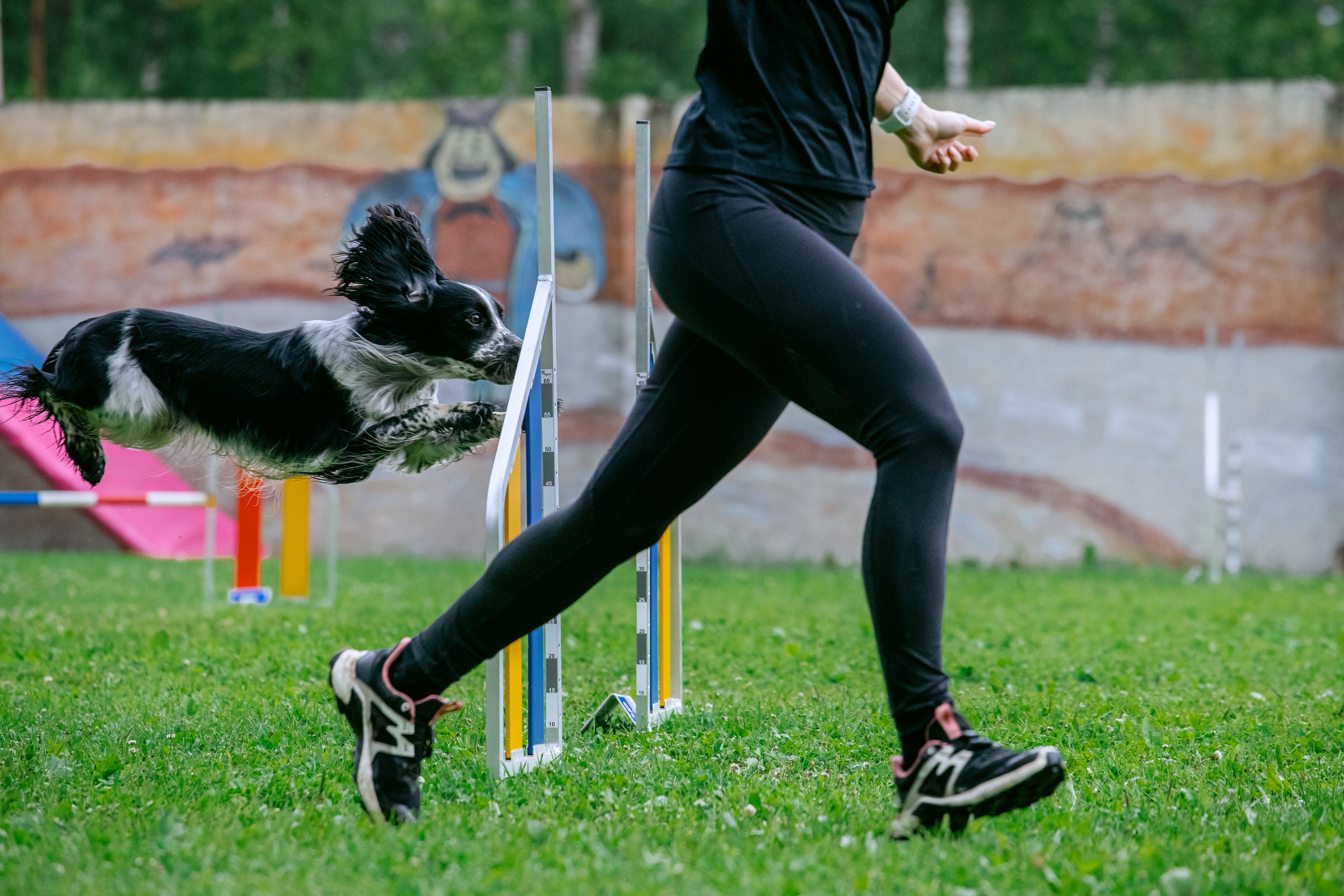 Соревнования по аджилити Долгопрудный 30.06.2025. Фотограф-анималист Татьяна Степанова