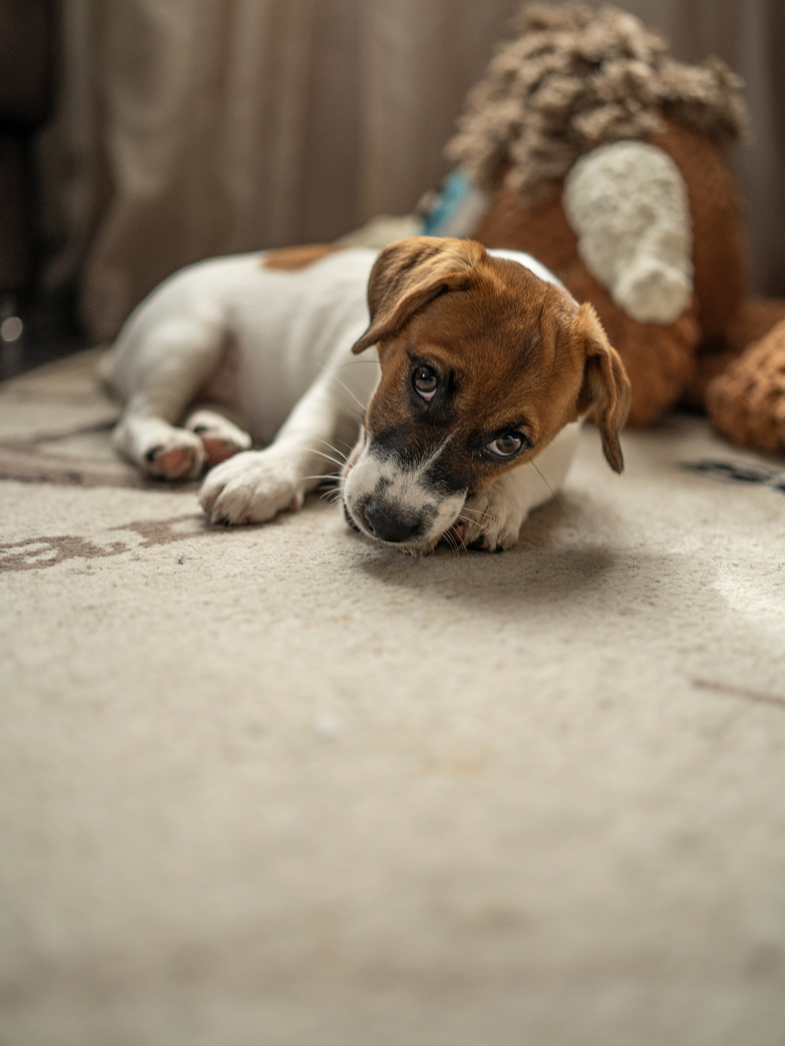 Ляля и Бандит Питомцы. Свадебный и Женский фотограф в г. Кемерово