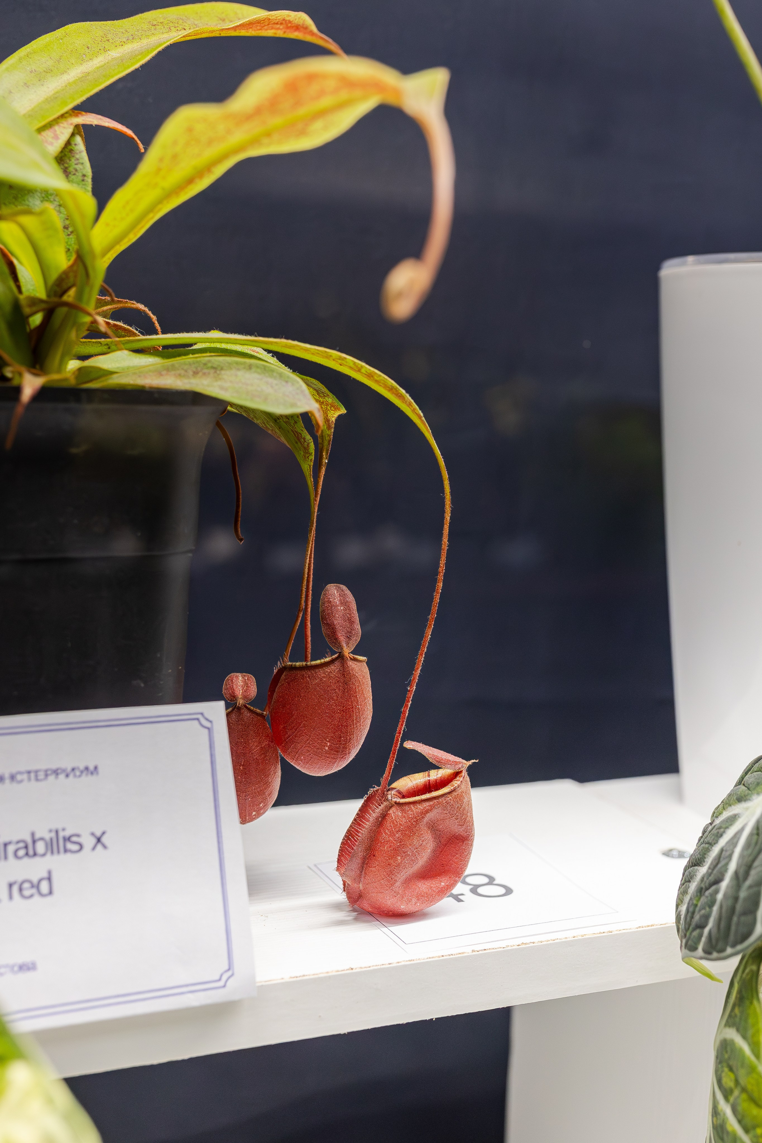 Монстериум апрель 2026. Александра Куликова фотограф, Москва