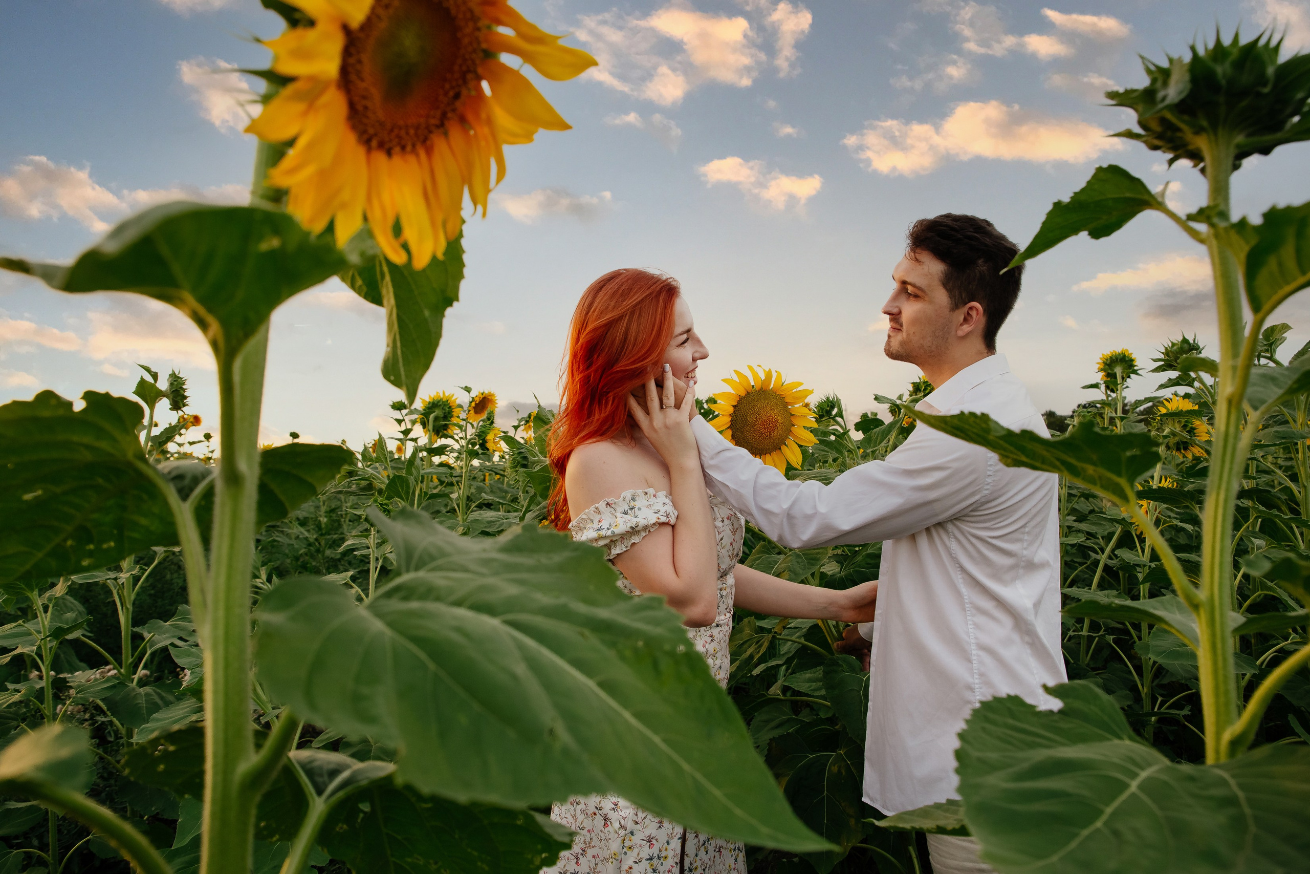 Подсолнухи. Свадебный и семейный фотограф в Краснодаре Илонна Ковалева