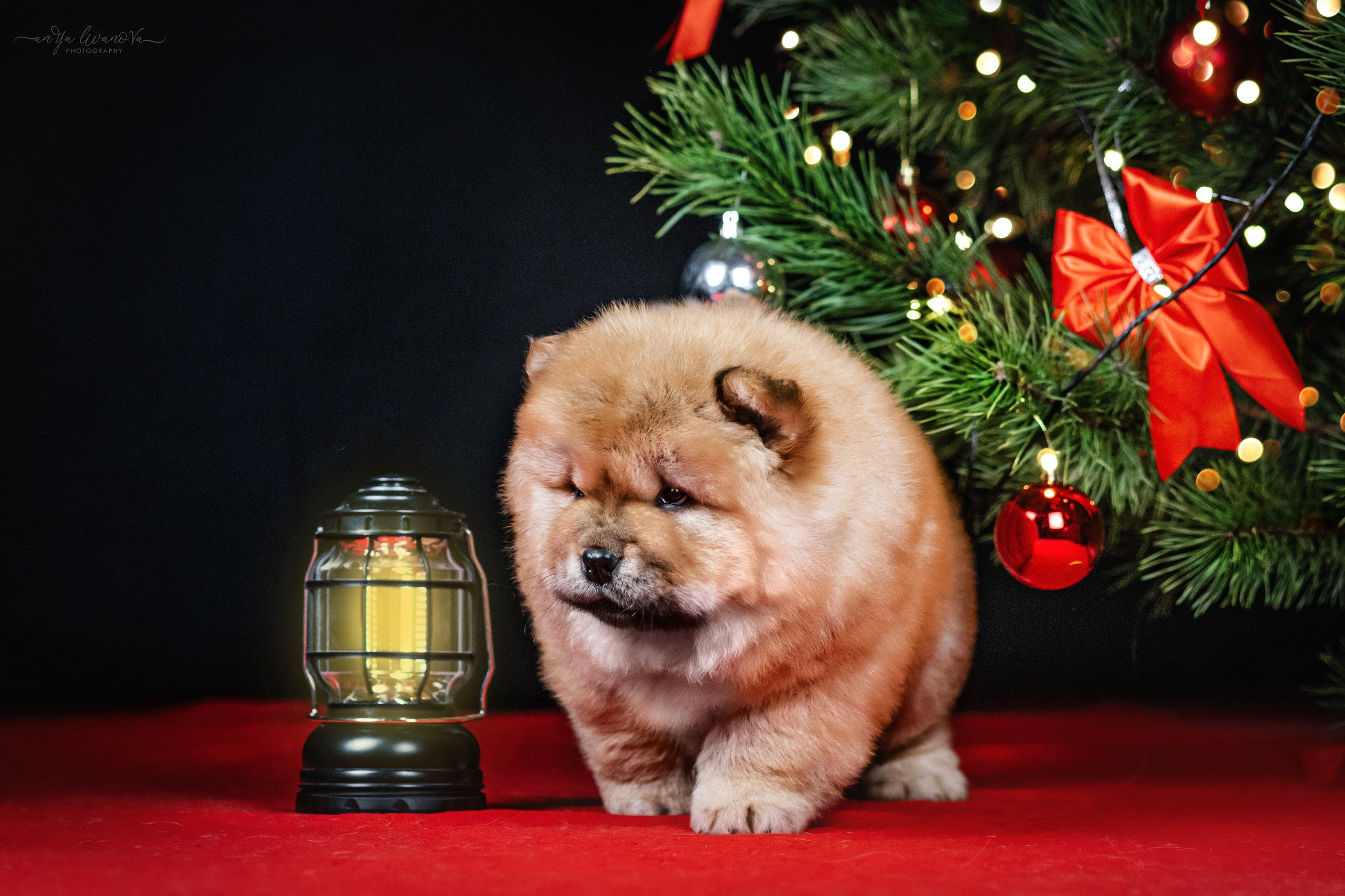 Новогодняя атмосфера в «Simply the Best». Фотограф анималист Аня Ливанова | Рыбинск