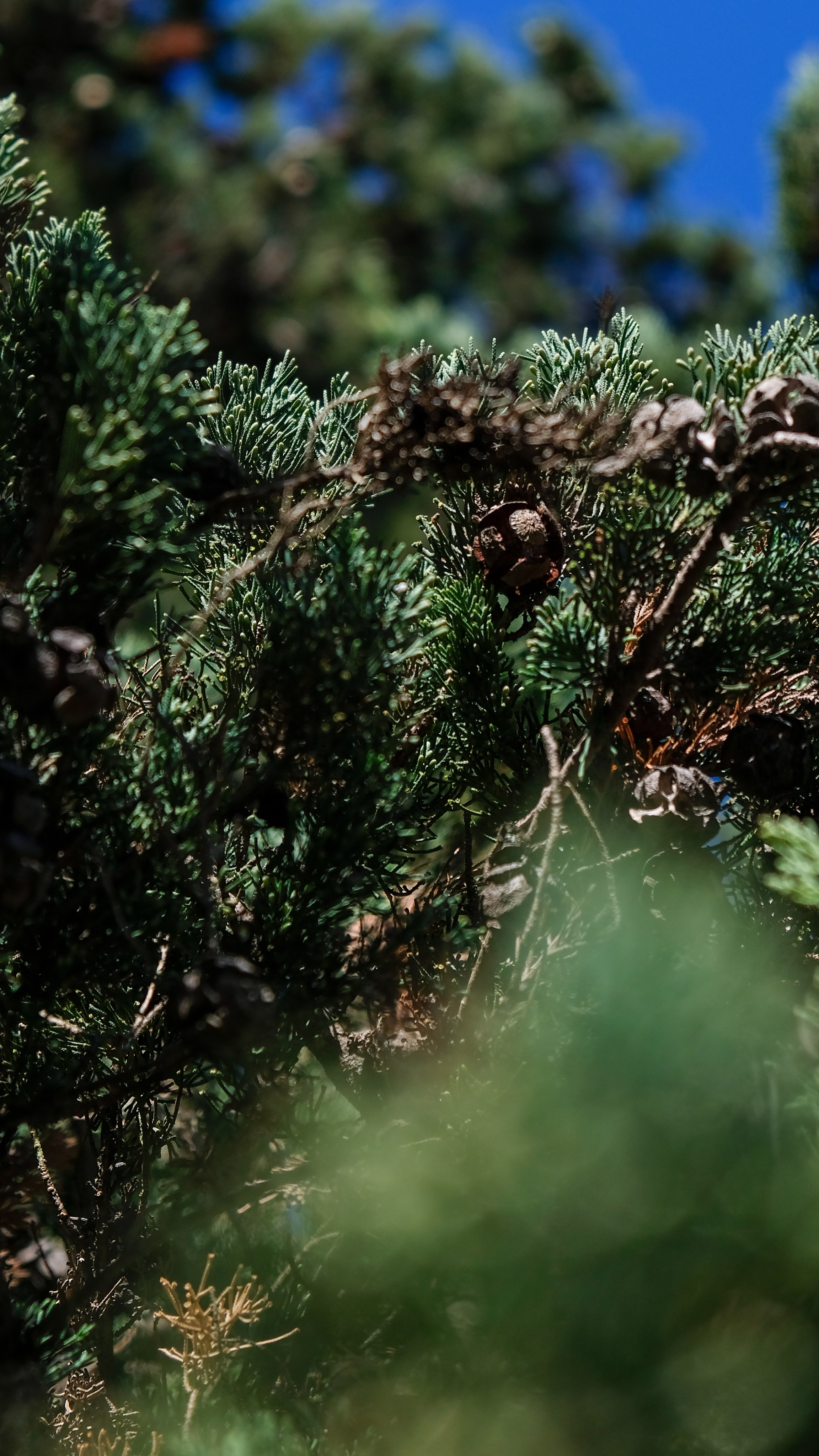 Пицунда. Главная