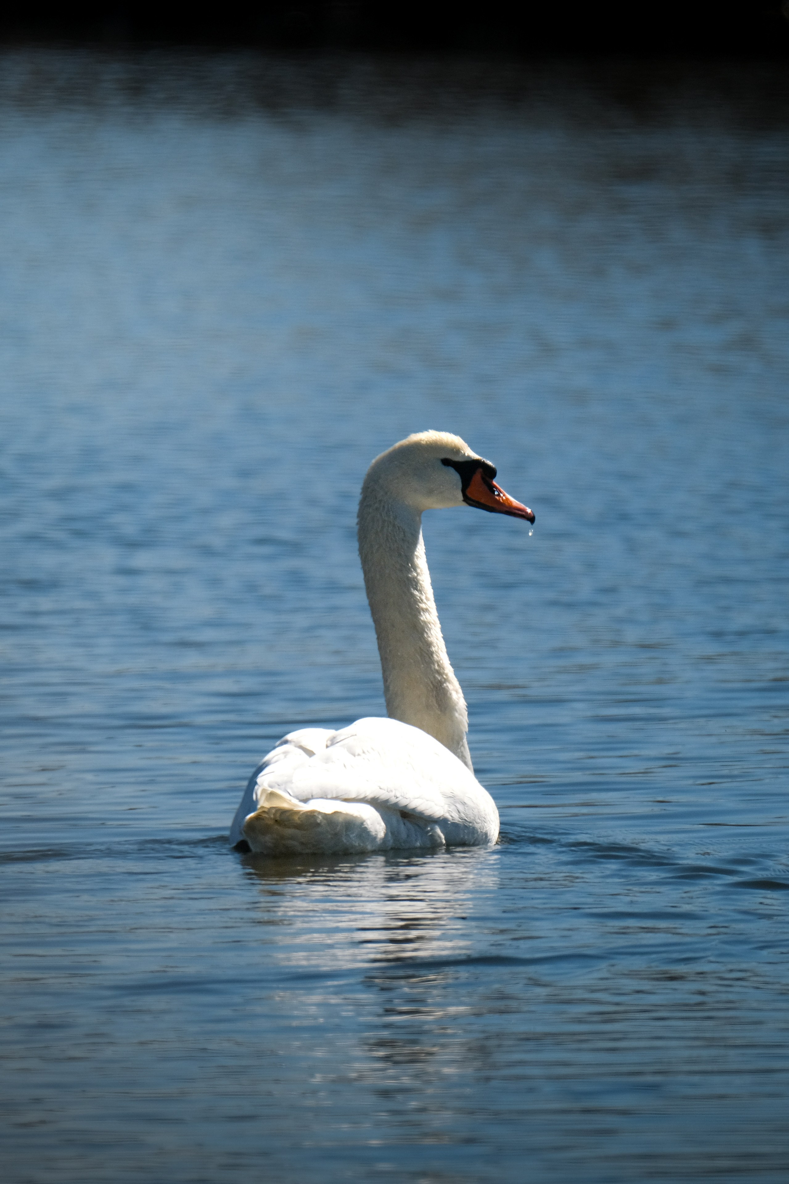 Птицы. Спортивный фотограф в Ростове-на-Дону Сергей Реусин