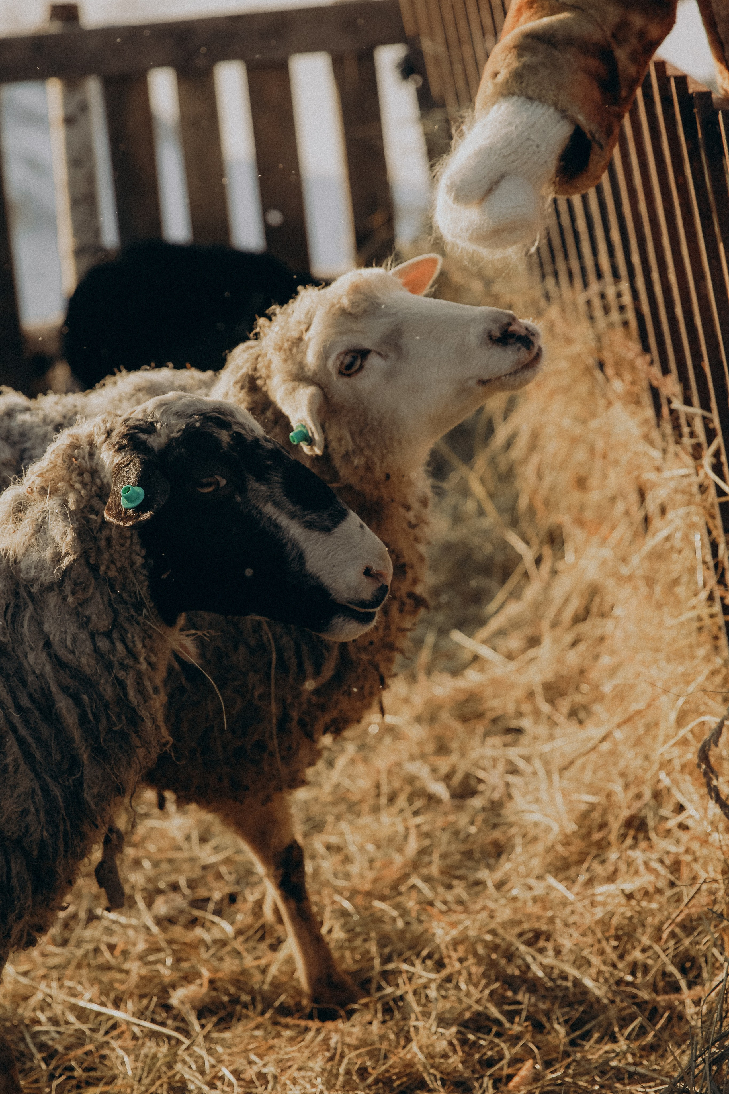 Дарья, в гостях у бабушки. Свадебный и семейный фотограф в городе Пенза, Саранск, Ковылкино