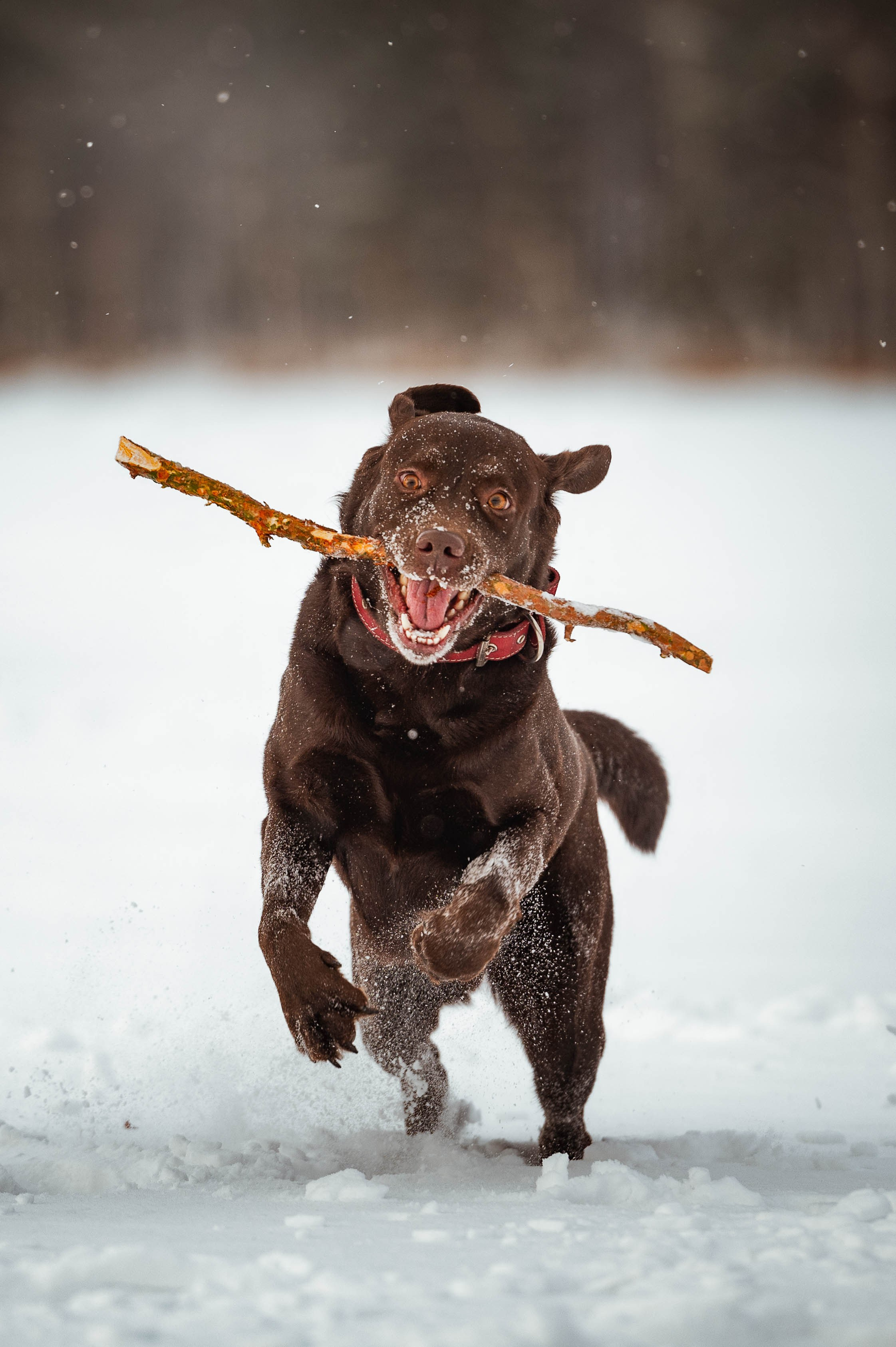 Прогулка на Лыткаринском карьере. Фотограф-анималист