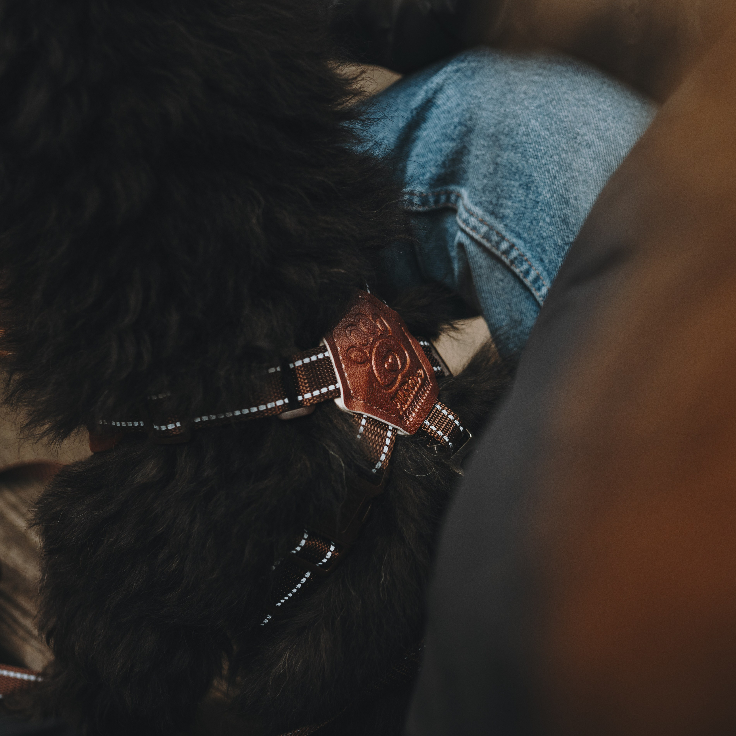 Pawsitive. Семейный фотограф анималист Ананьева Мария — Москва