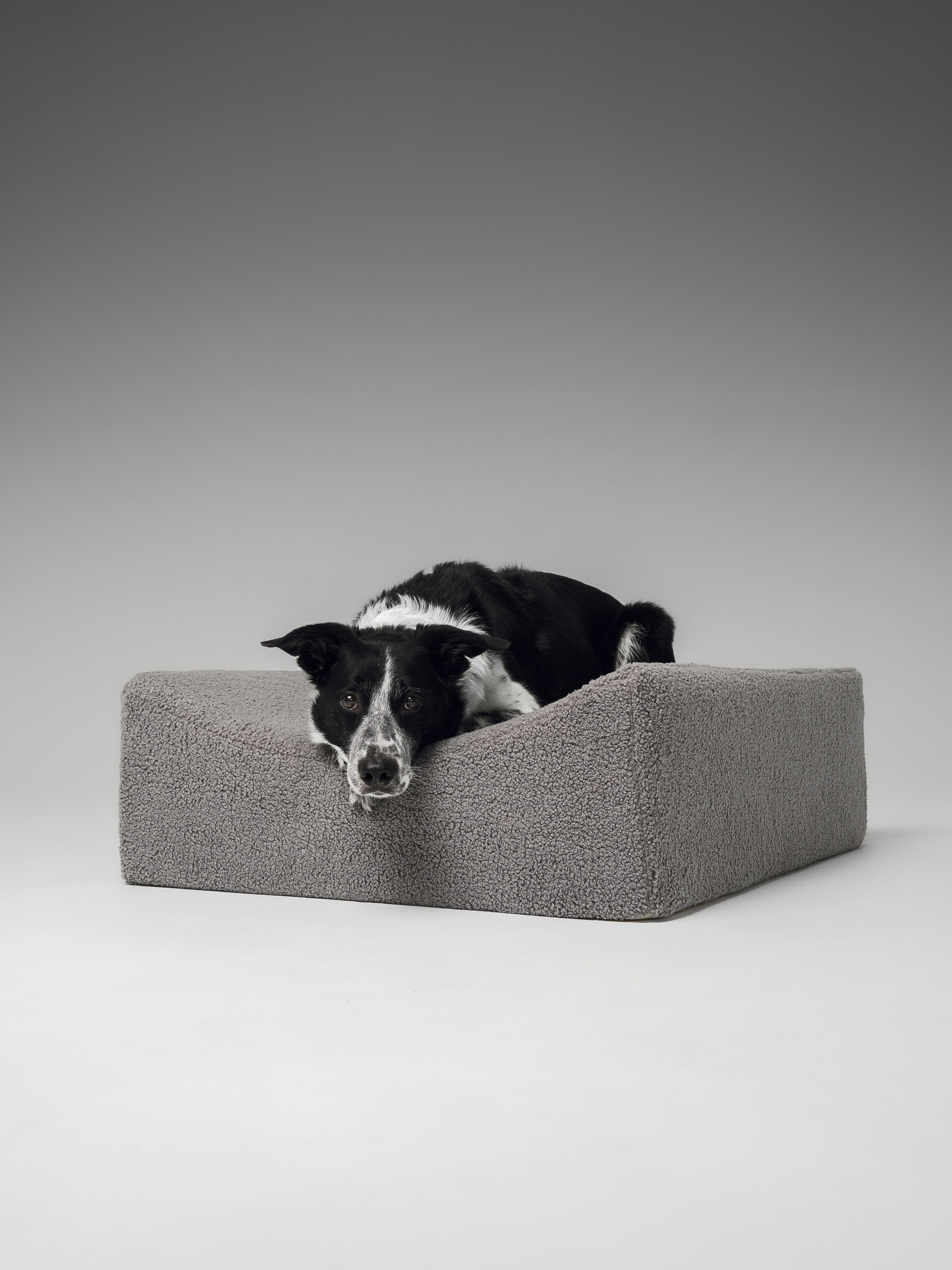 Chilldog. Семейный фотограф анималист Ананьева Мария — Москва