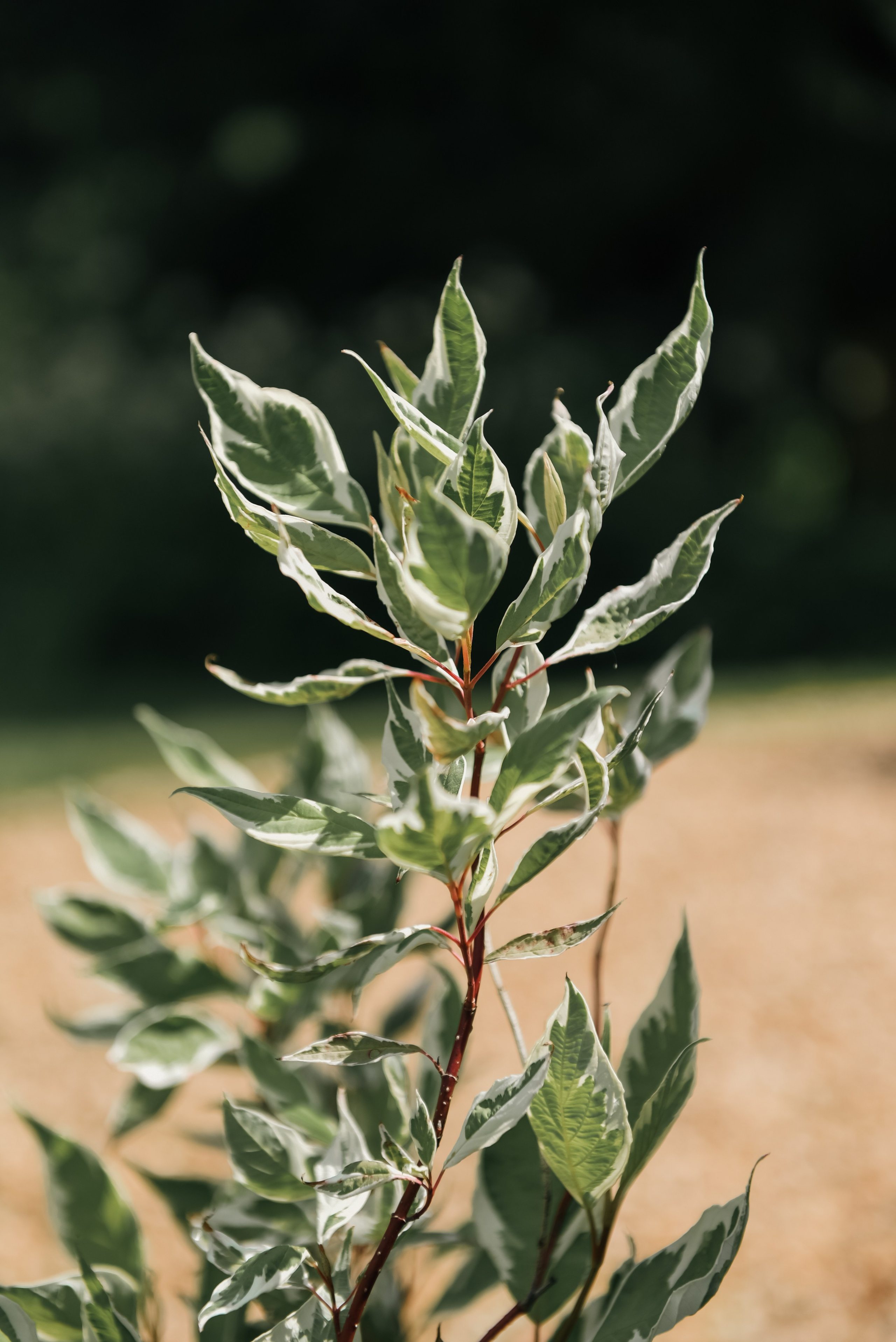 Green house. Фотограф, визажист. Москва