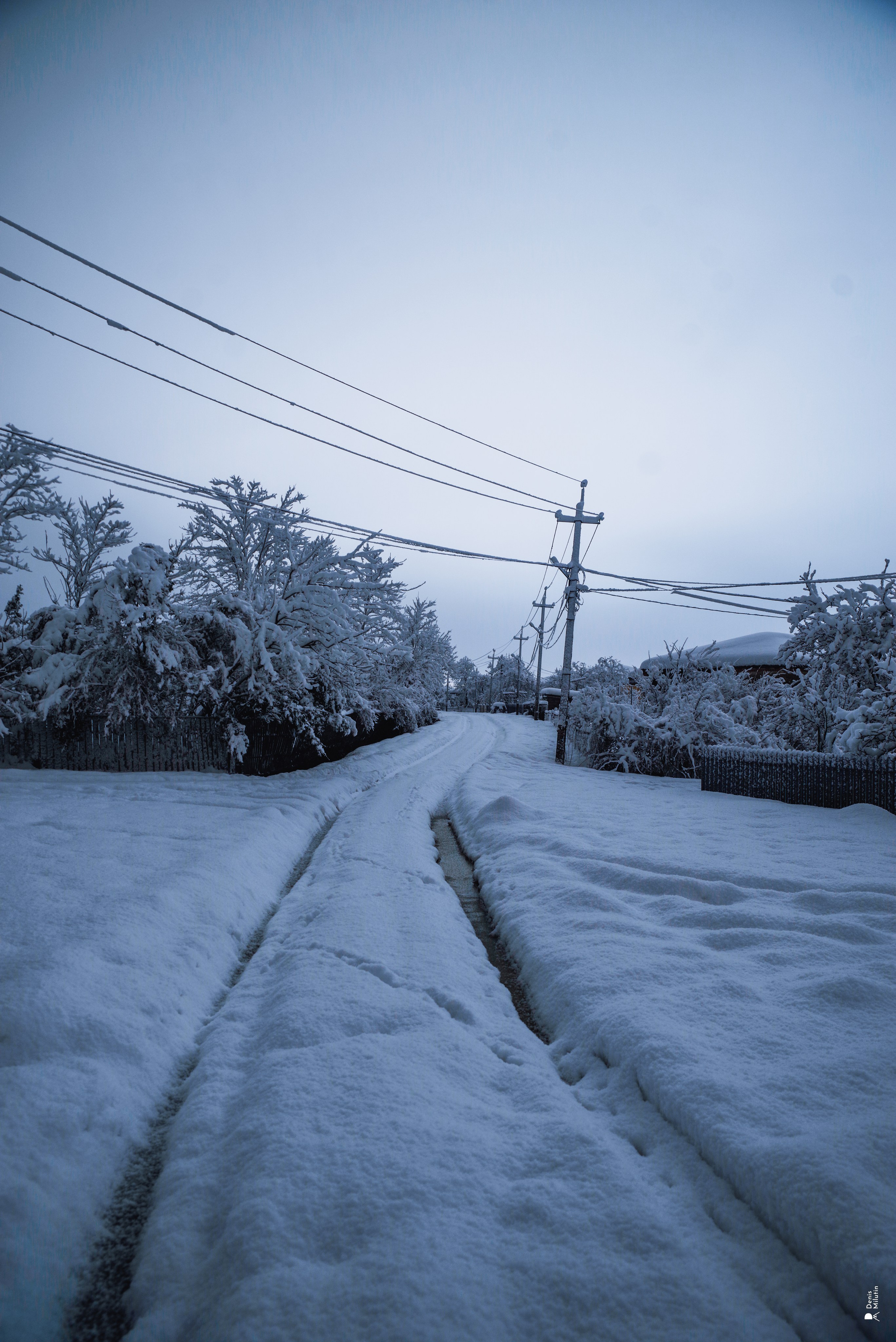 Спящий Менджи зимой. Портретный фотограф Денис Милютин
