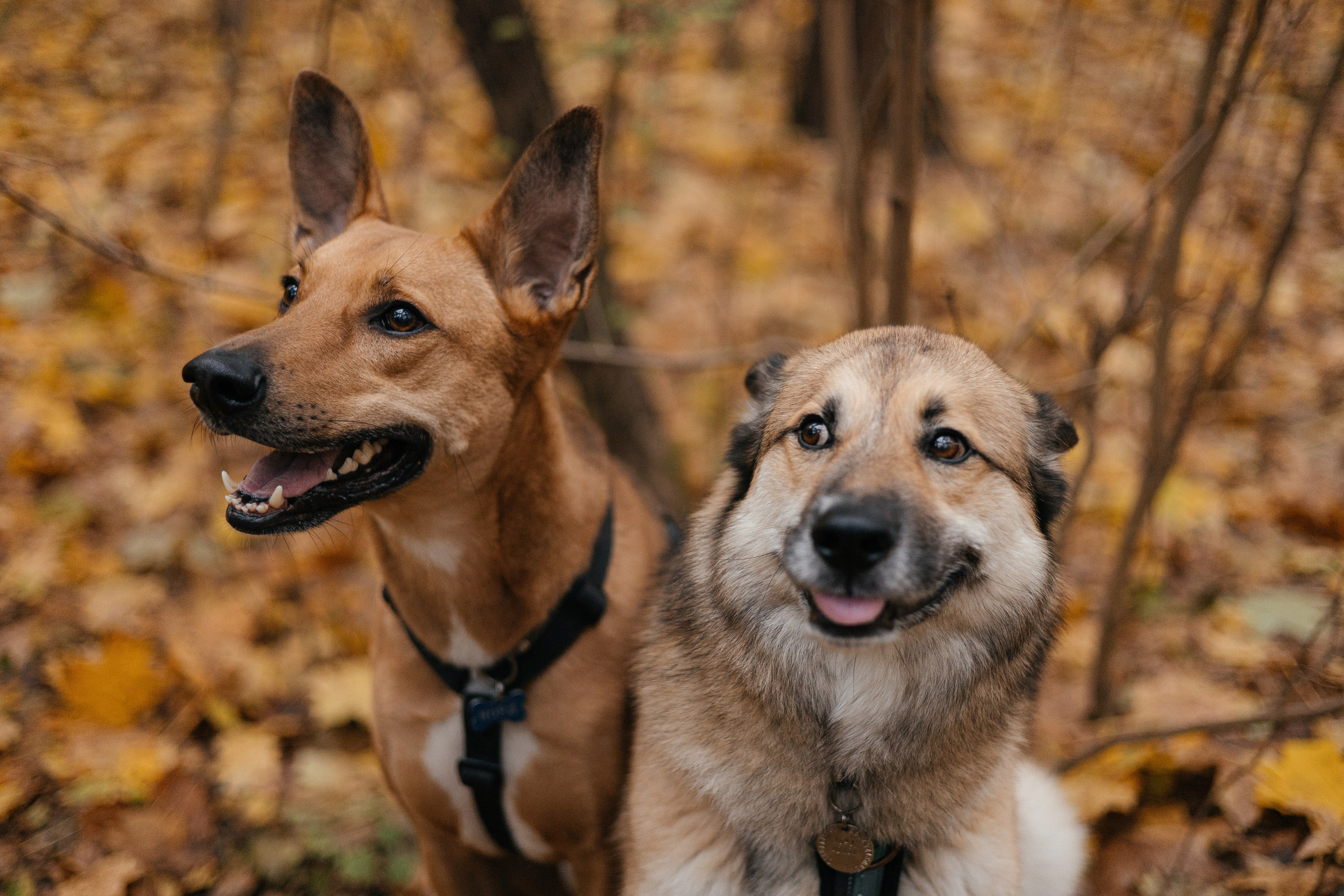 Нелли, Лёша, Рэй и Норд. Фотограф Анна Луценко Москва