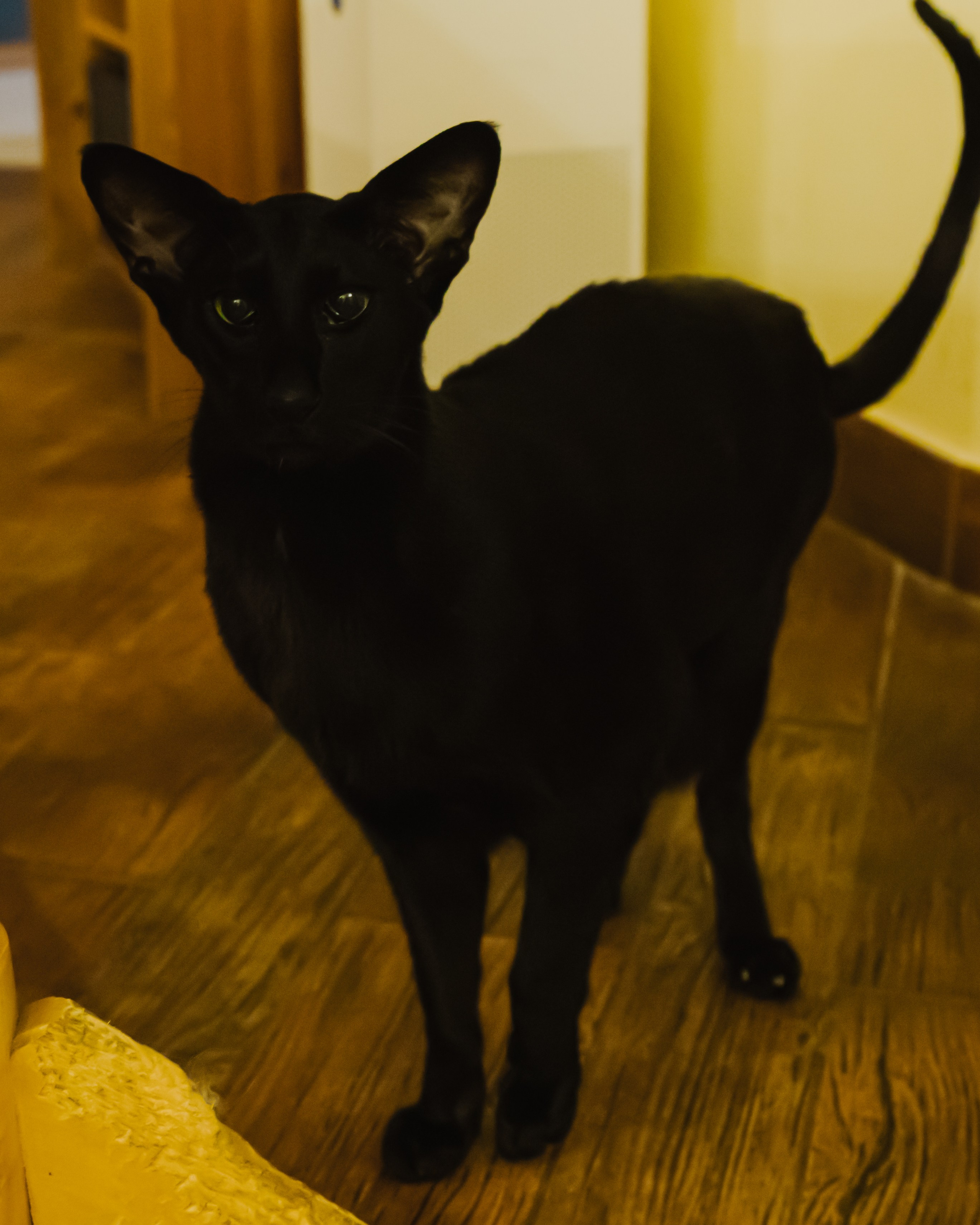 Гилдин. Портретный фотограф Ванинен Анастасия. Санкт-Петербург