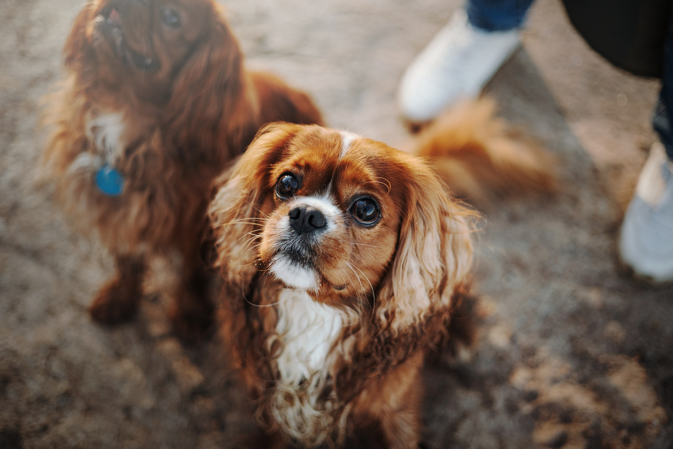 Верон, Гарри и их семья. Фотограф — Анималист | Санкт-Петербург