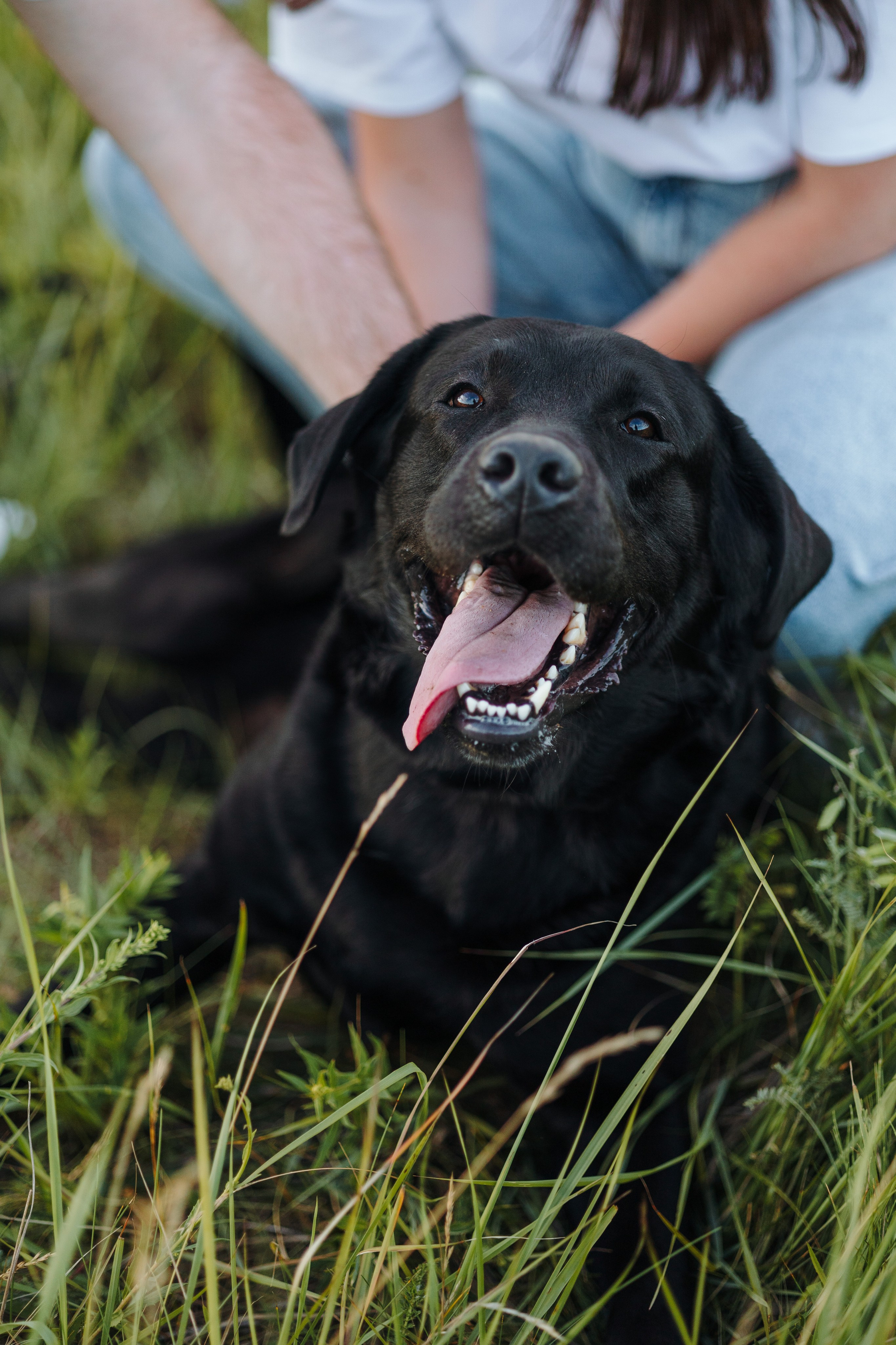 Бомбей и его семья. Фотограф — Анималист | Санкт-Петербург