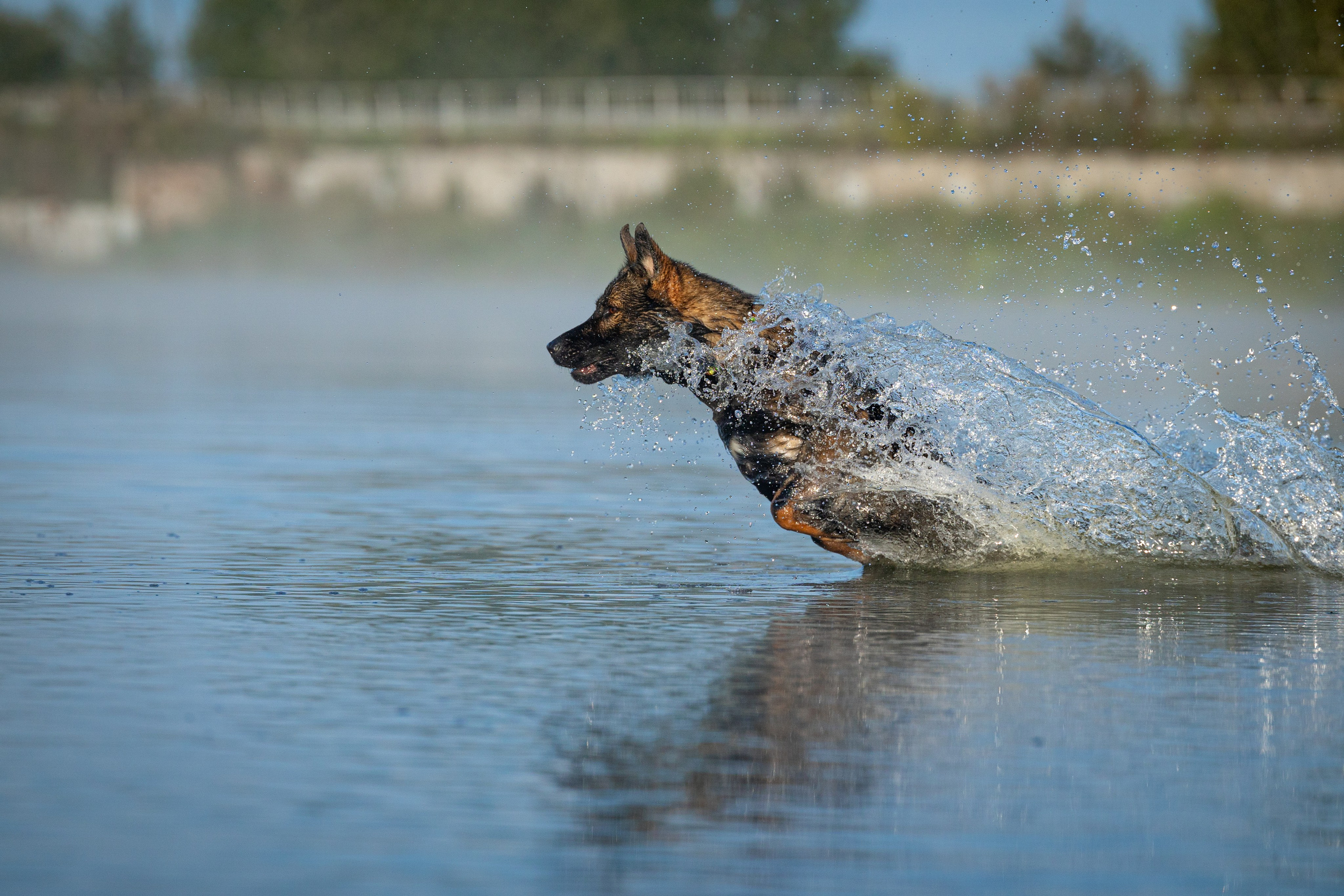 Немецкие овчарки Кетчер и Роскошь. Фотограф-анималист Natalia Deingel | Фотосъемка собак в Москве