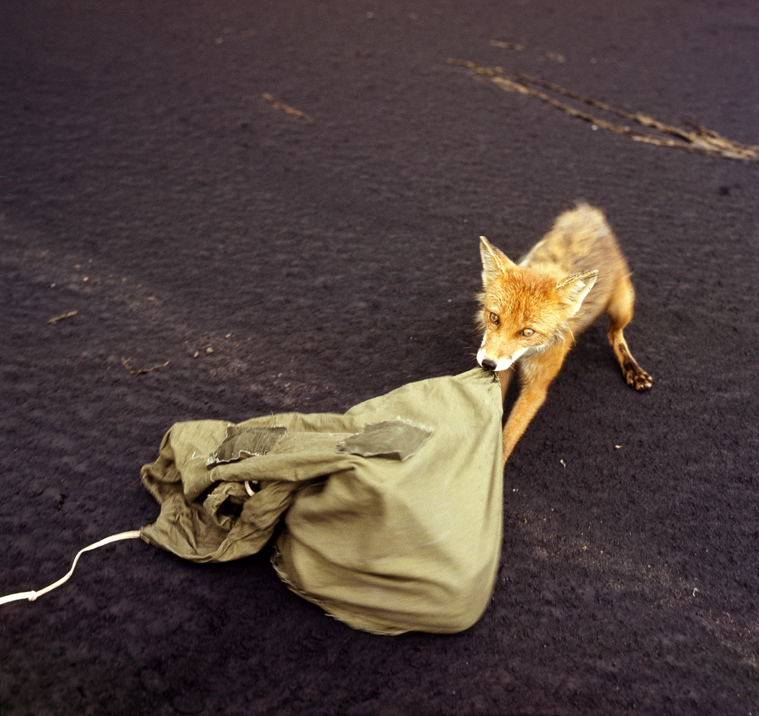 нгепуганный лис все время норовил что-то у нас стащить