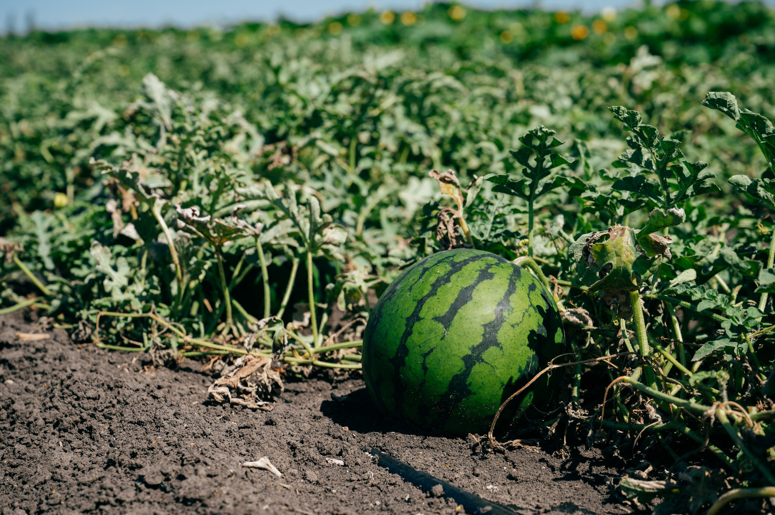 Всероссийский день поля 2025. SARKISOPH | Фотограф Волгоград