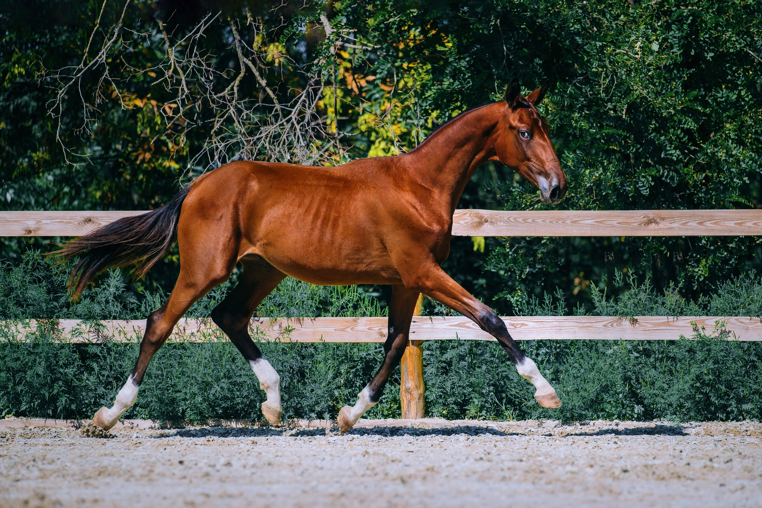 В движении. Фотограф-анималист Ксендзова Кристина