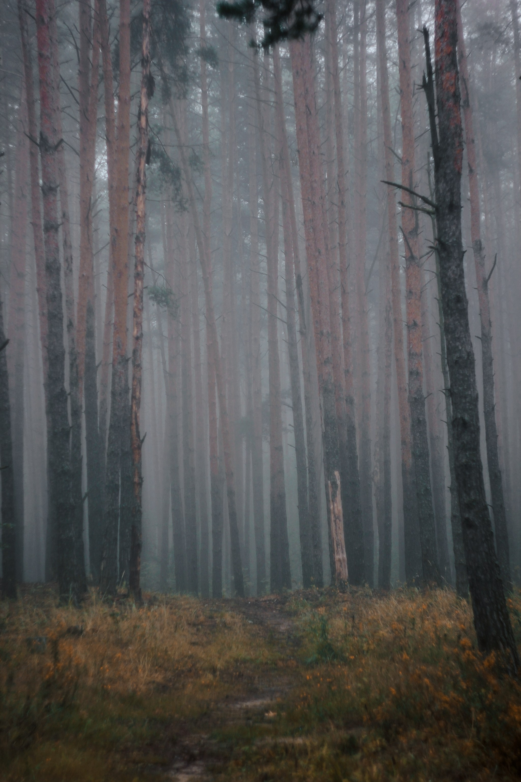 Меланхолия августа. С любовью, фотохудожник