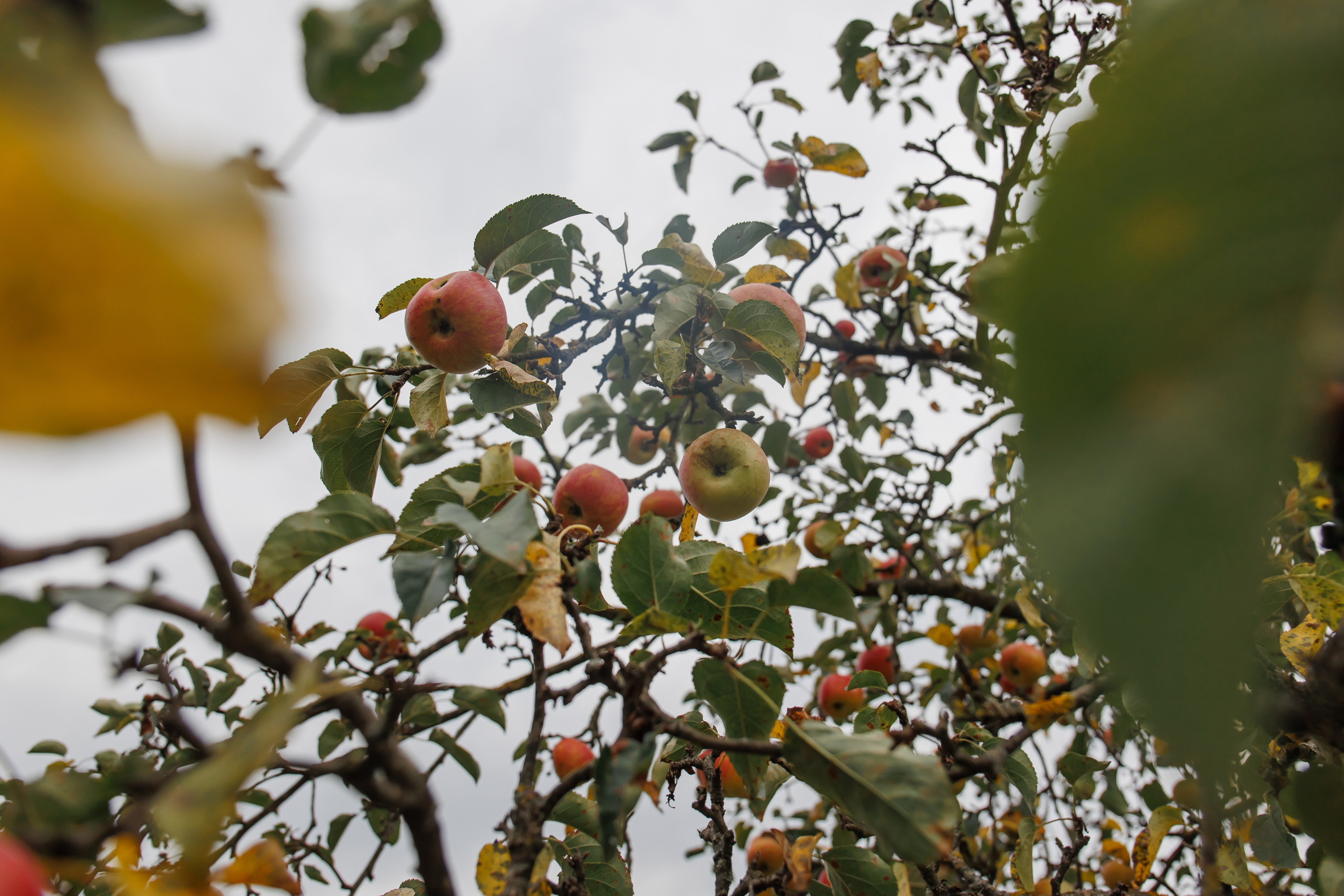Свадебная фотосессия в Эко-усадбье «Моя Лаба». Дмитрий Шевченко свадебное фото в г. Краснодар — Армавир — Лабинск