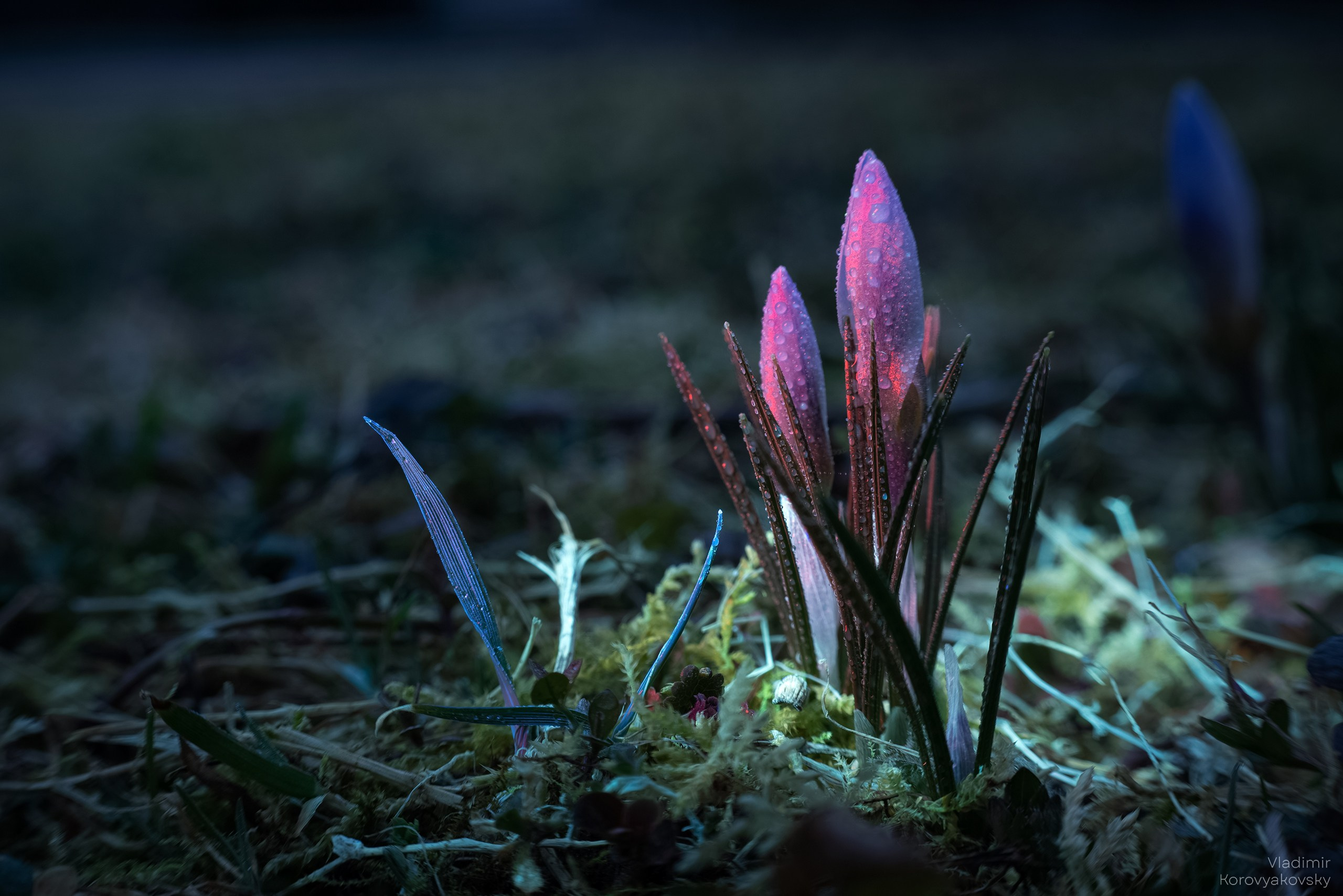 Nature. Photographer Vladimir Korovyakovsky