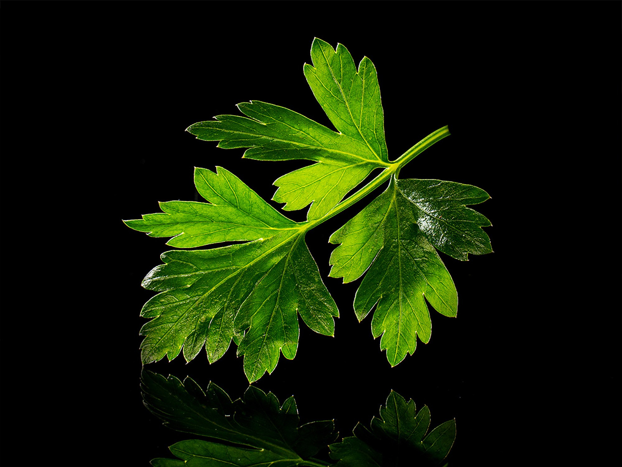 листик свежей петрушки крупным планом