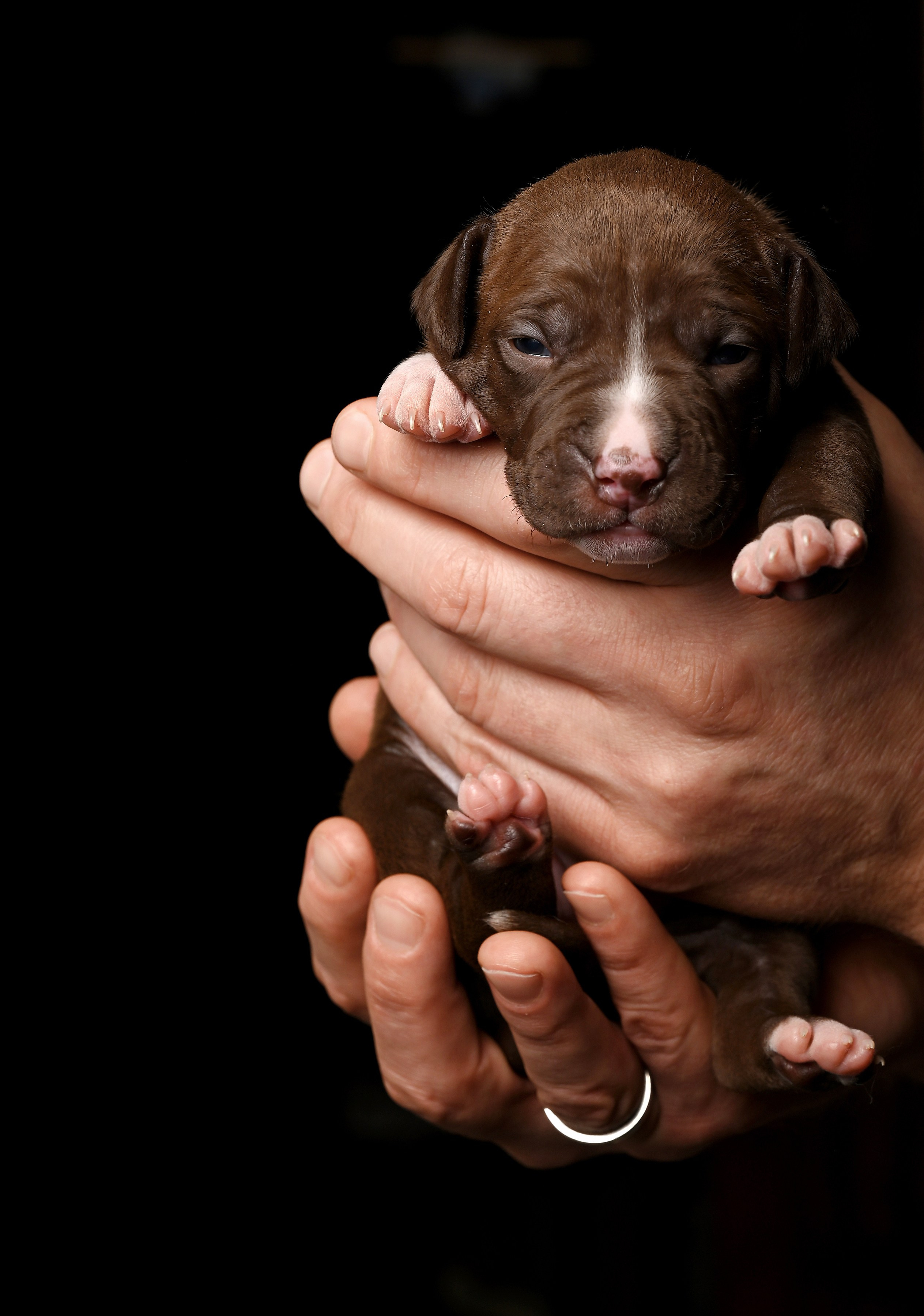 Фотосессия собак, щенков,. Предметная фото и видеосъемка в Саратове| Профессиональный фотограф