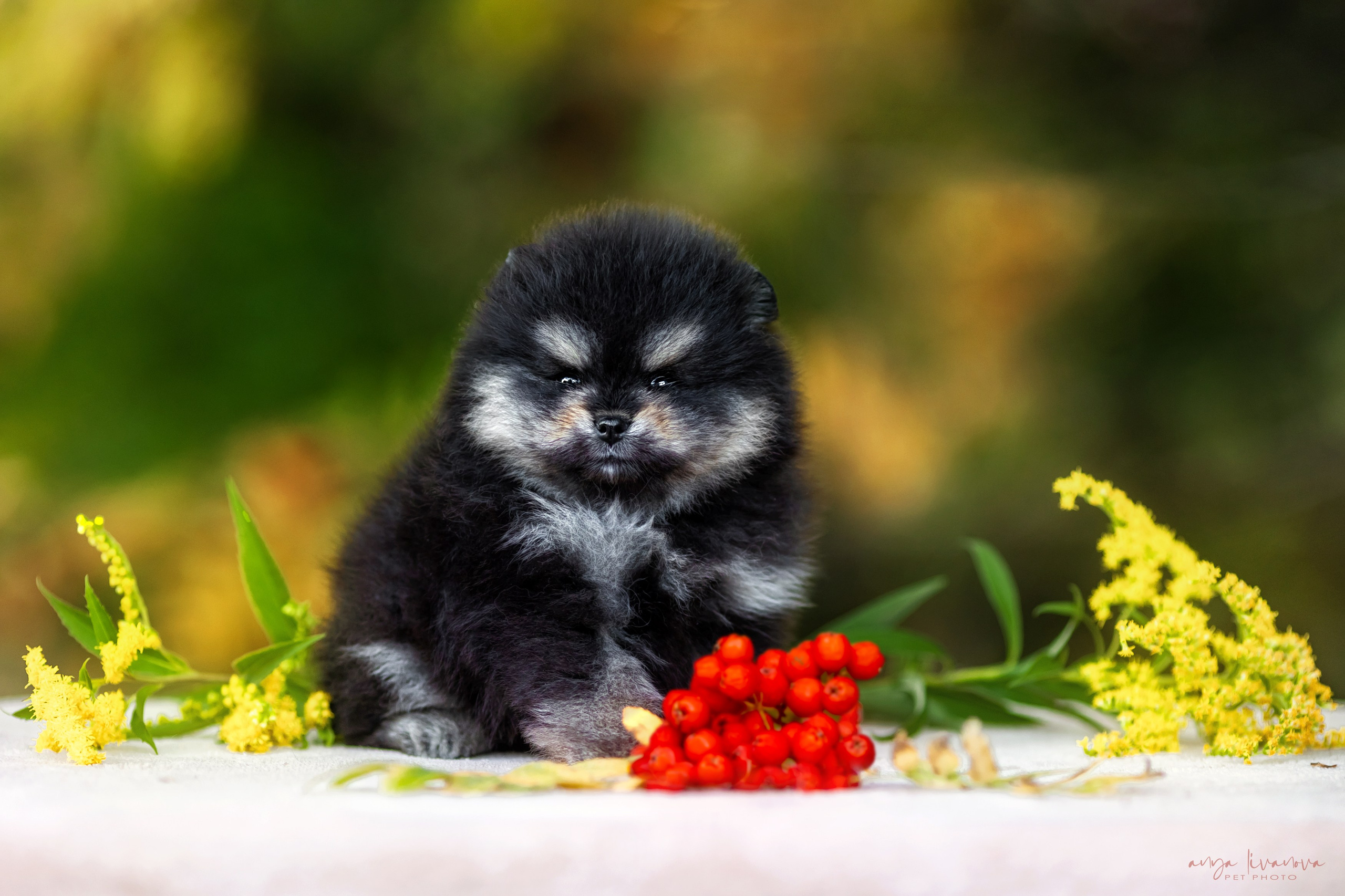 Шпицы. Фотограф анималист Аня Ливанова | Рыбинск