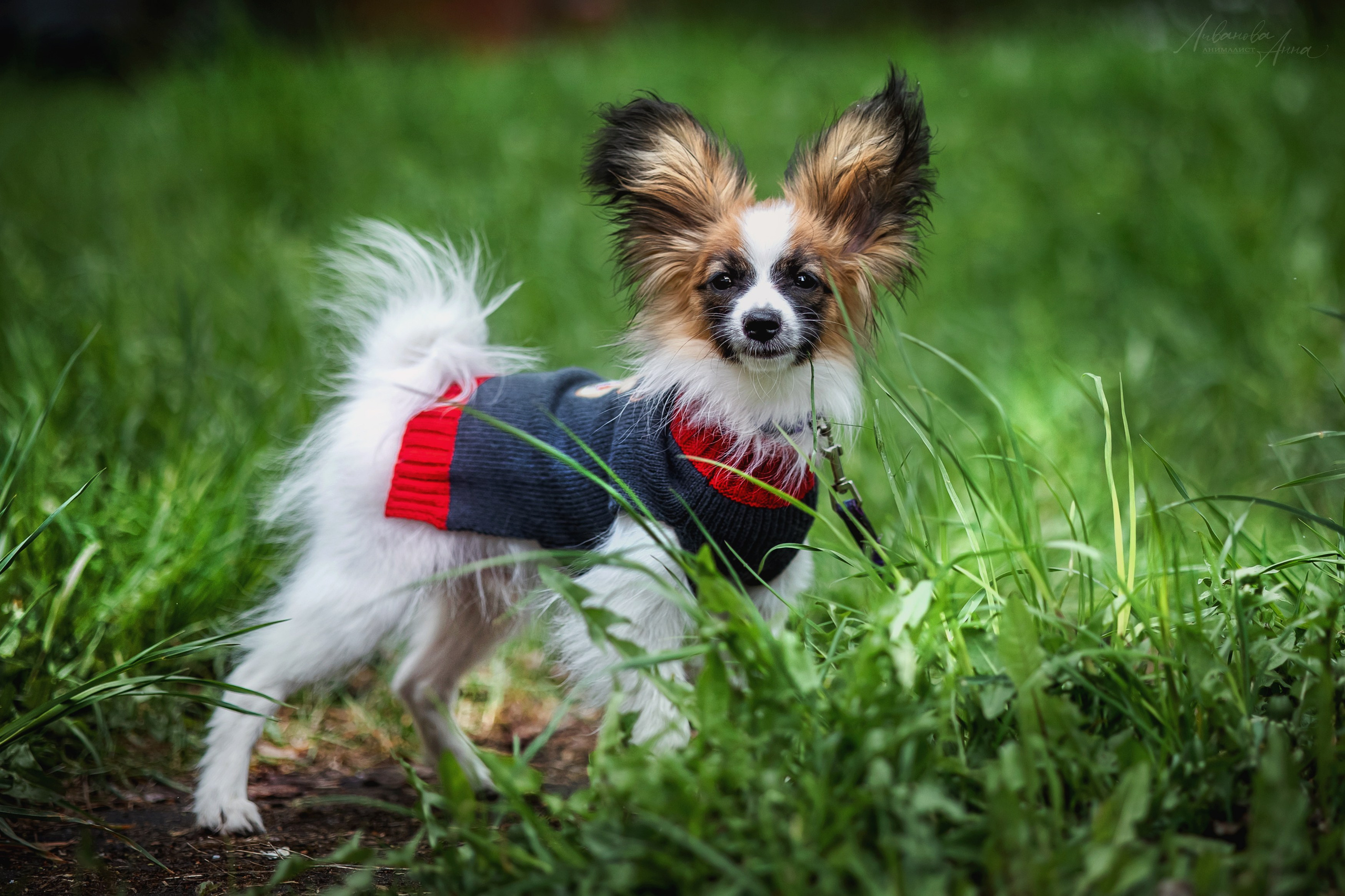 Хьюстон. Фотограф анималист Аня Ливанова | Рыбинск