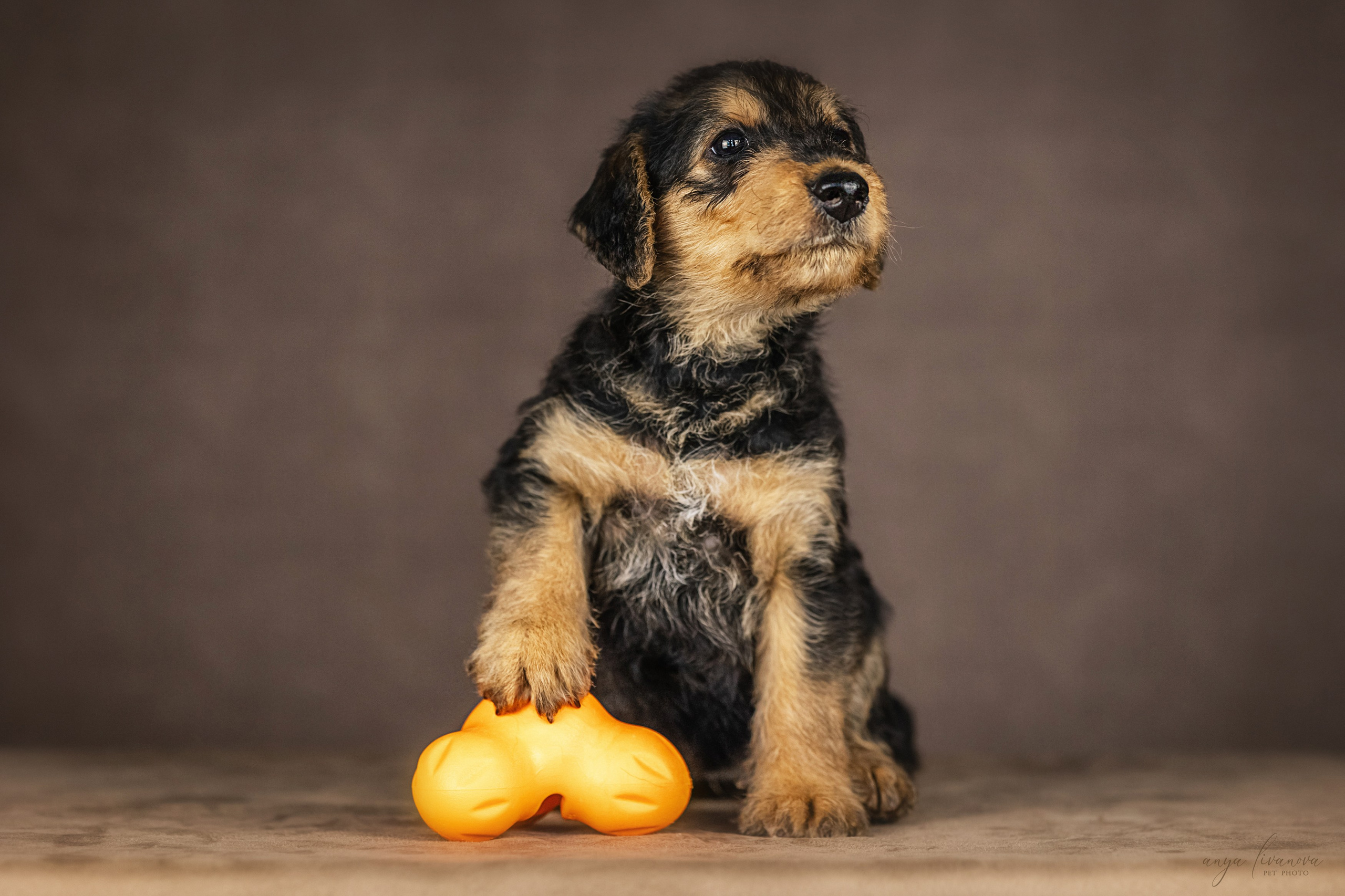 Эрдели. Фотограф анималист Аня Ливанова | Рыбинск