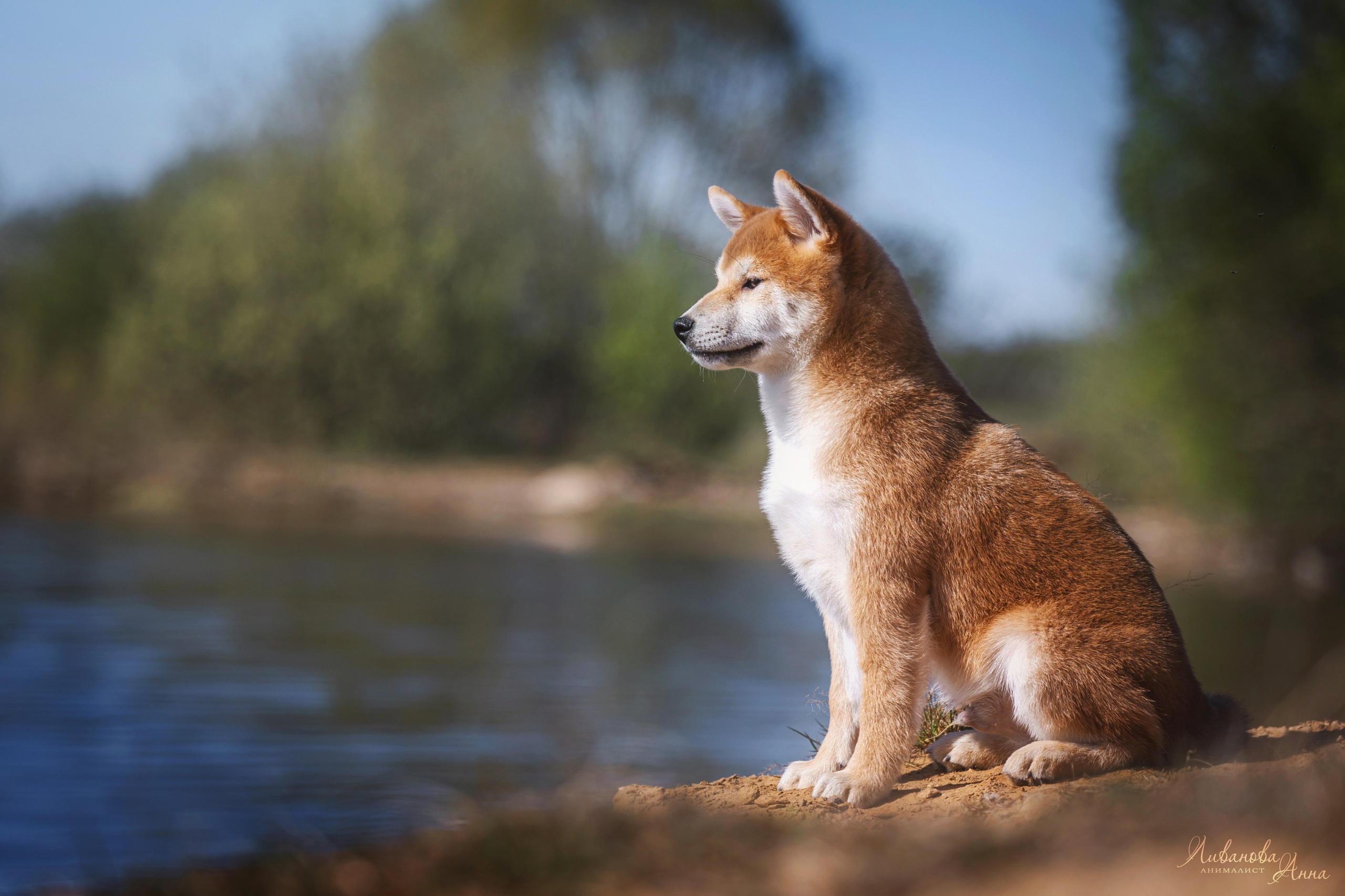 Сиба. Фотограф анималист Аня Ливанова | Рыбинск