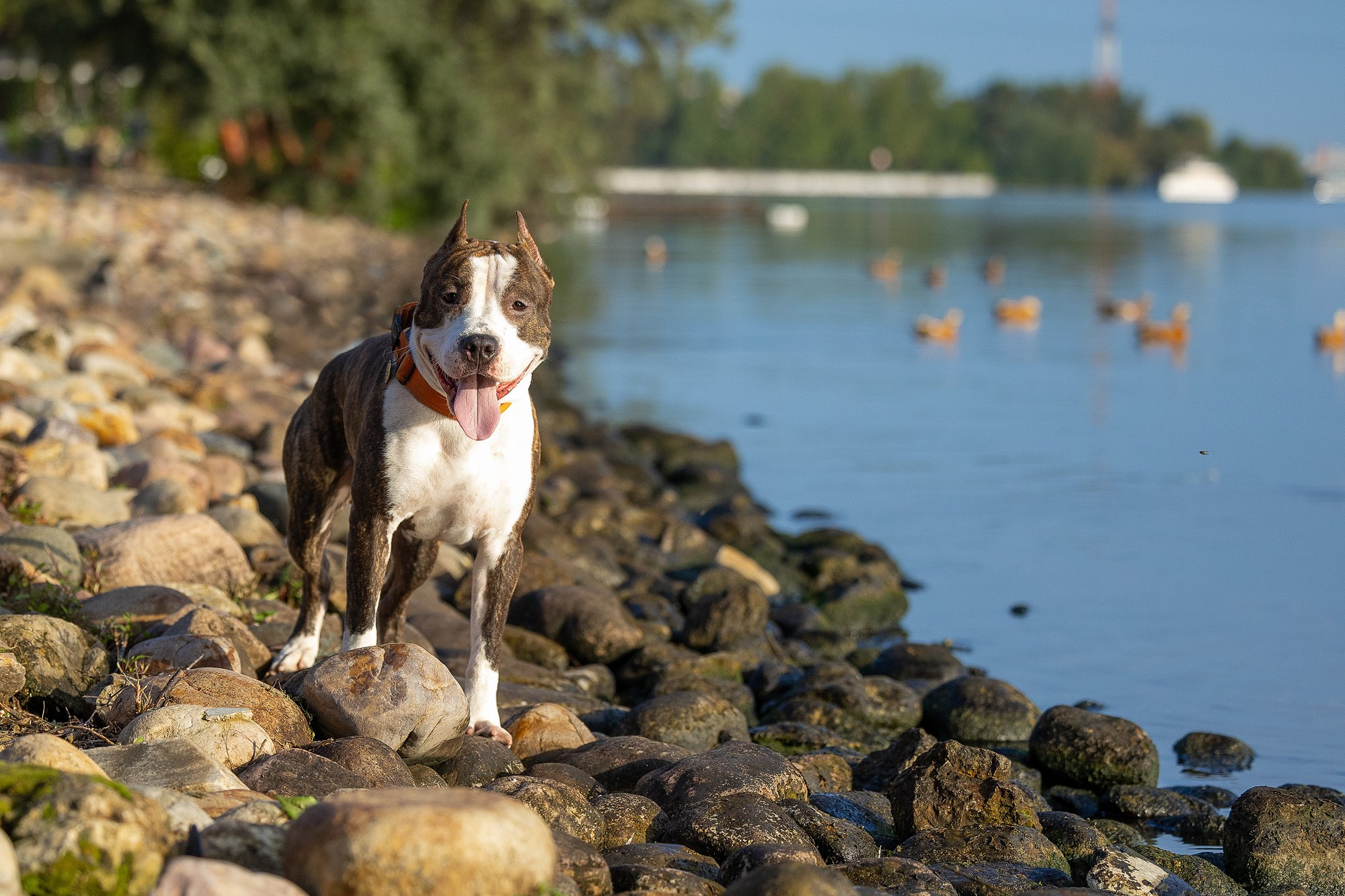Амстафф Честер и его семья. Фотограф-анималист Natalia Deingel | Фотосъемка собак в Москве