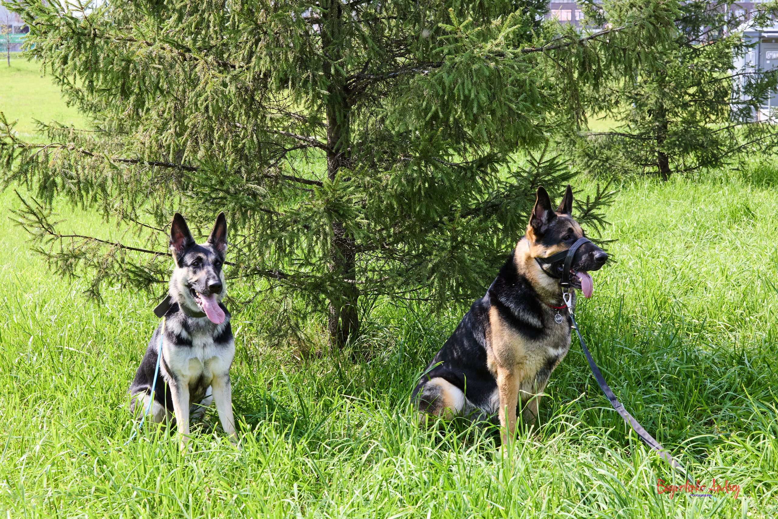 Проект фотопрогулка с хвостиком. Buyvolenko Andrey