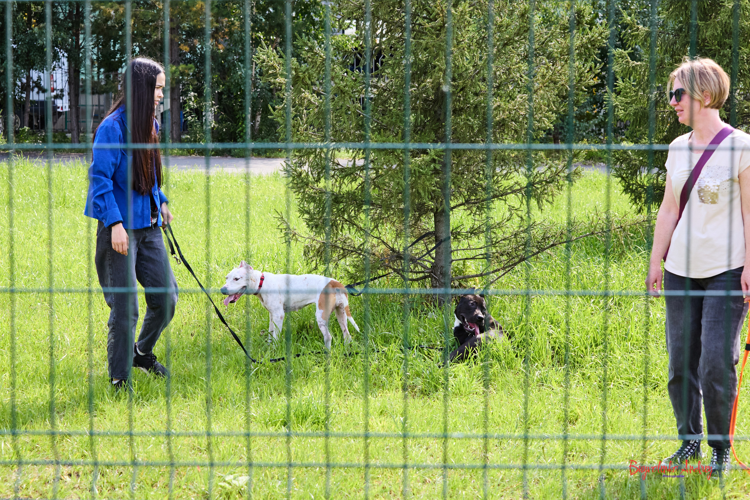 Проект фотопрогулка с хвостиком. Buyvolenko Andrey