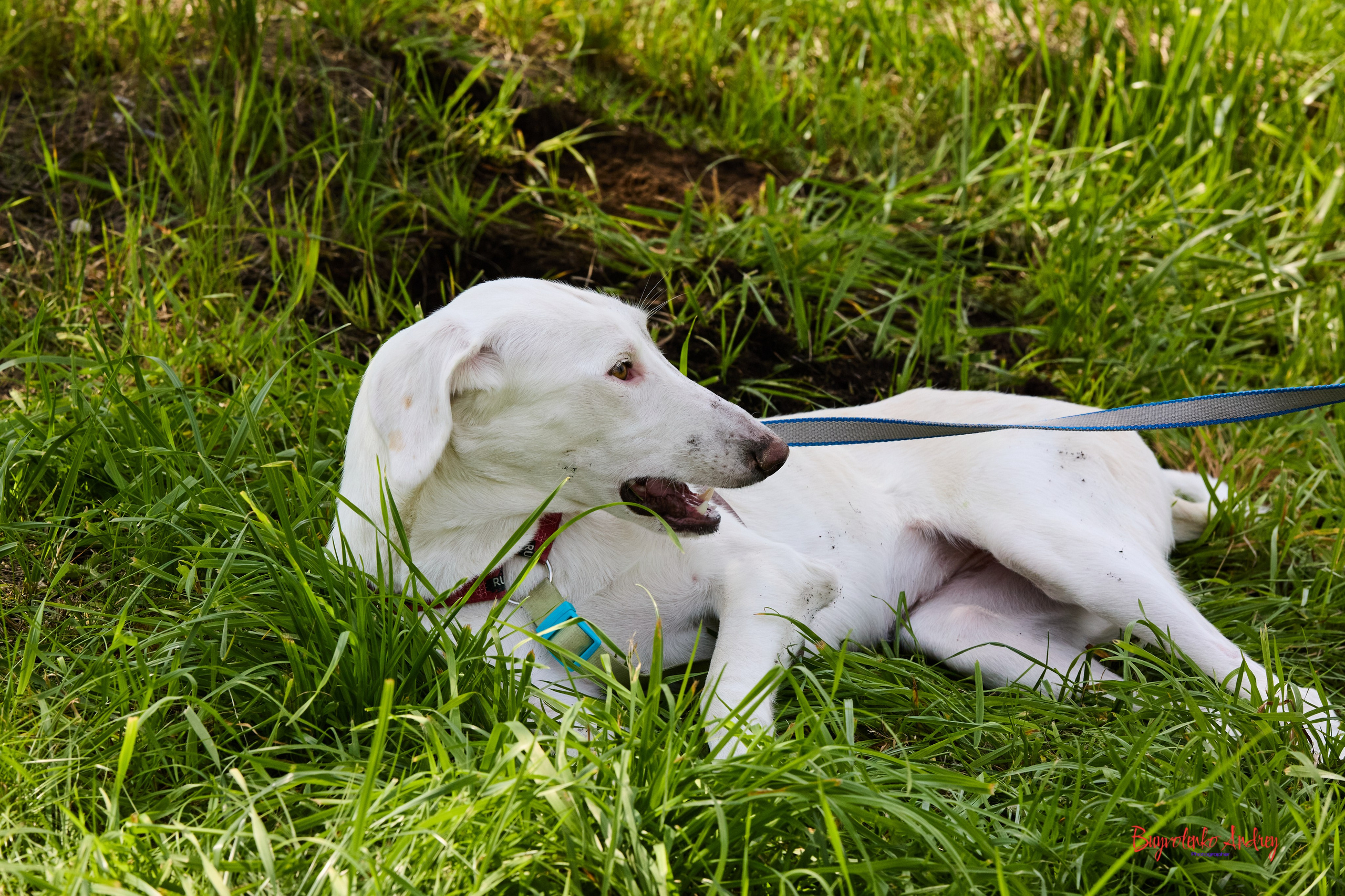 Проект фотопрогулка с хвостиком. Buyvolenko Andrey