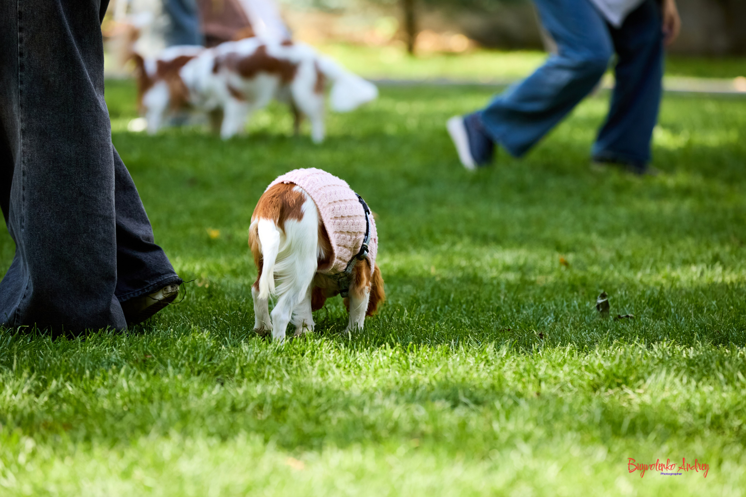 Фотопрогулка с кавалерами. Buyvolenko Andrey