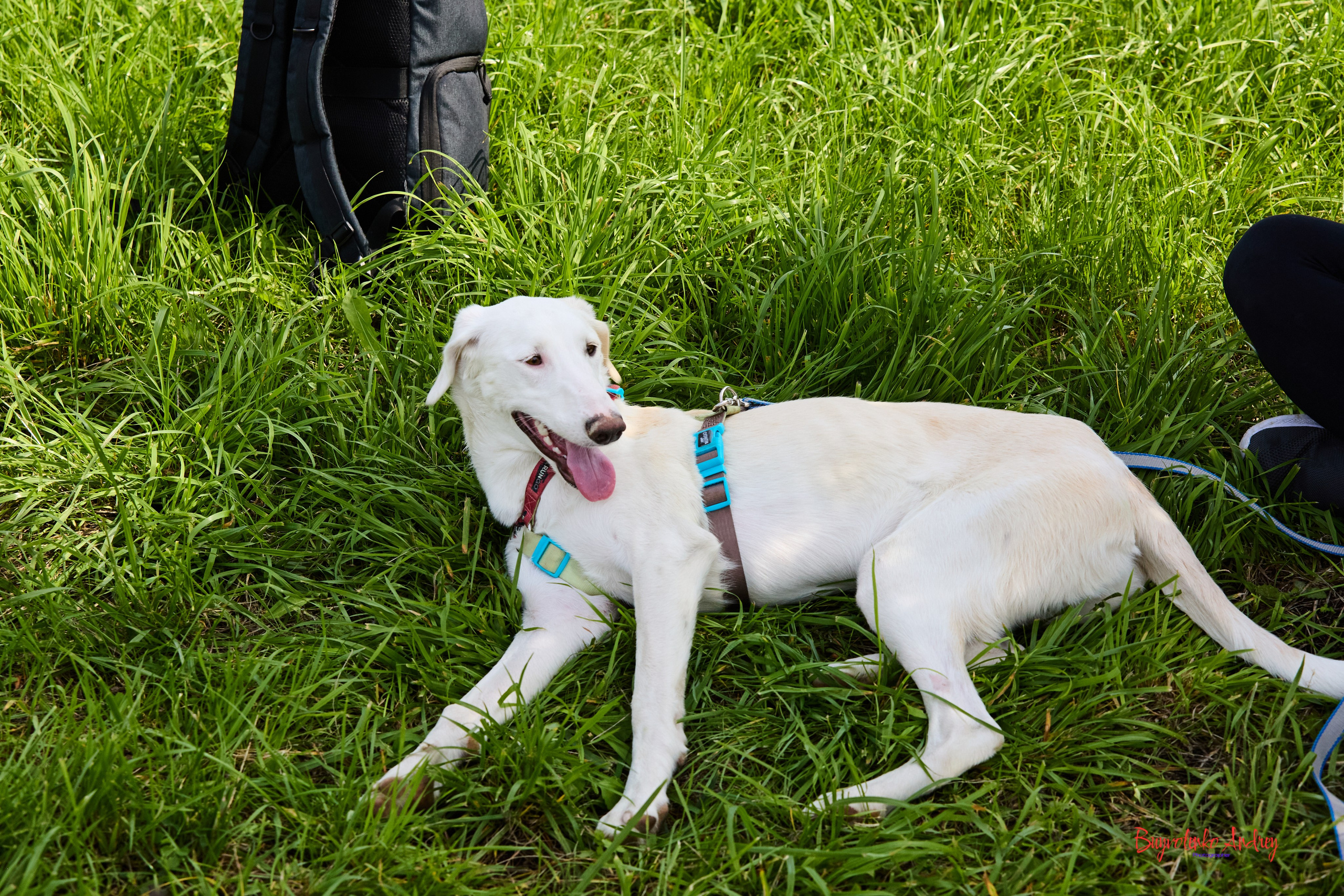 Проект фотопрогулка с хвостиком. Buyvolenko Andrey