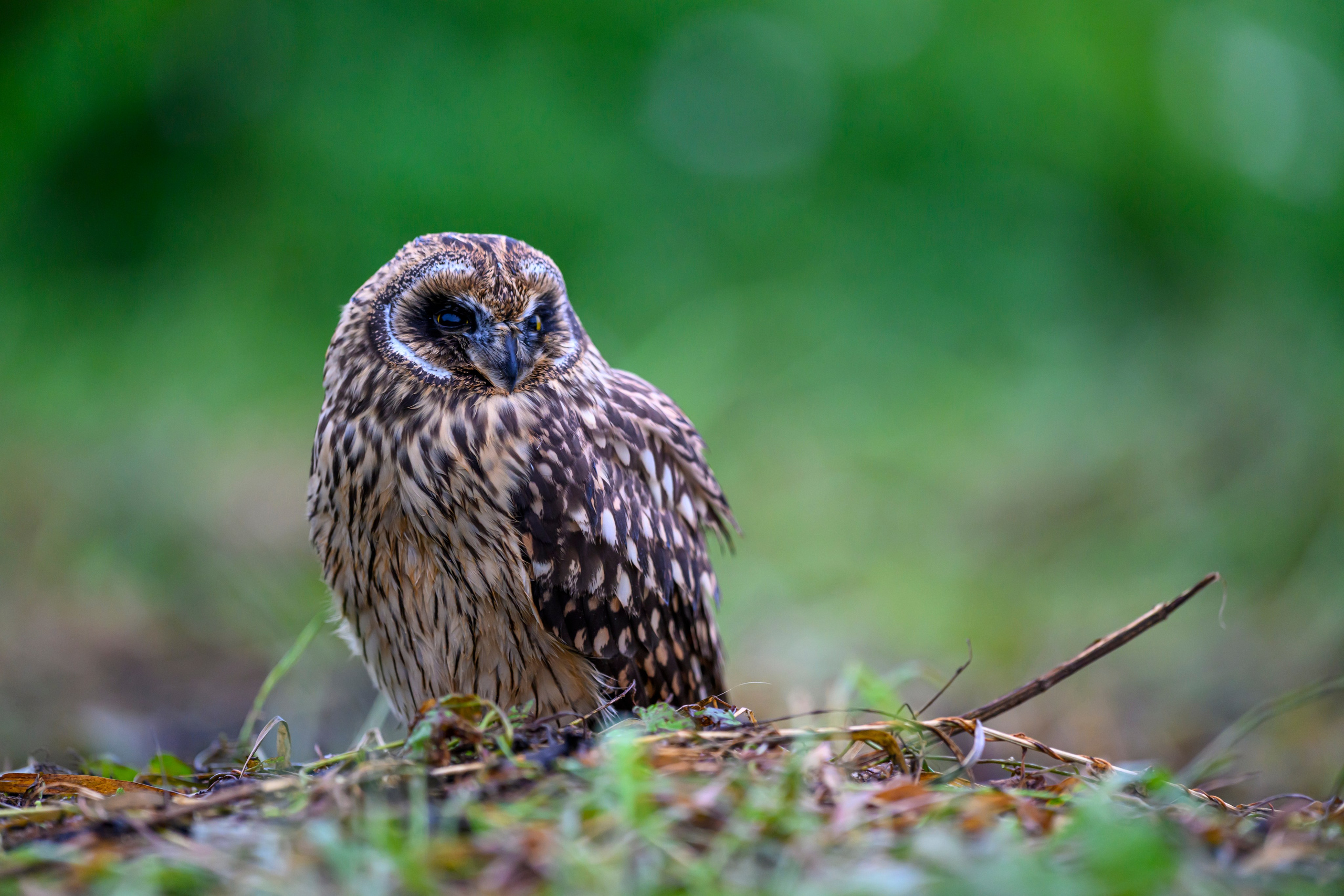 Фотосессия совенка | Owlet photo session. Фотограф Сергей Пупонин