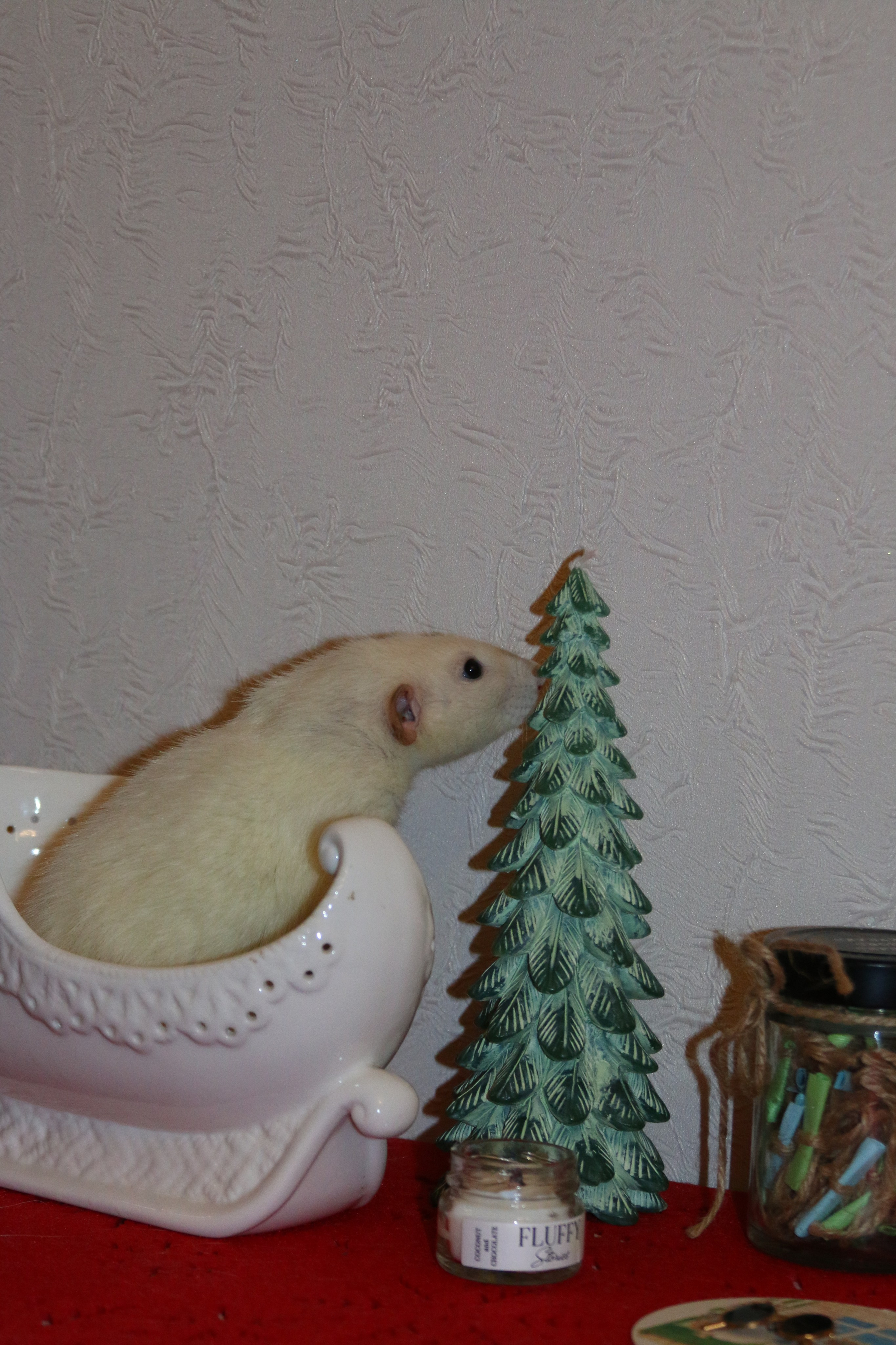 Съемка с питомцем