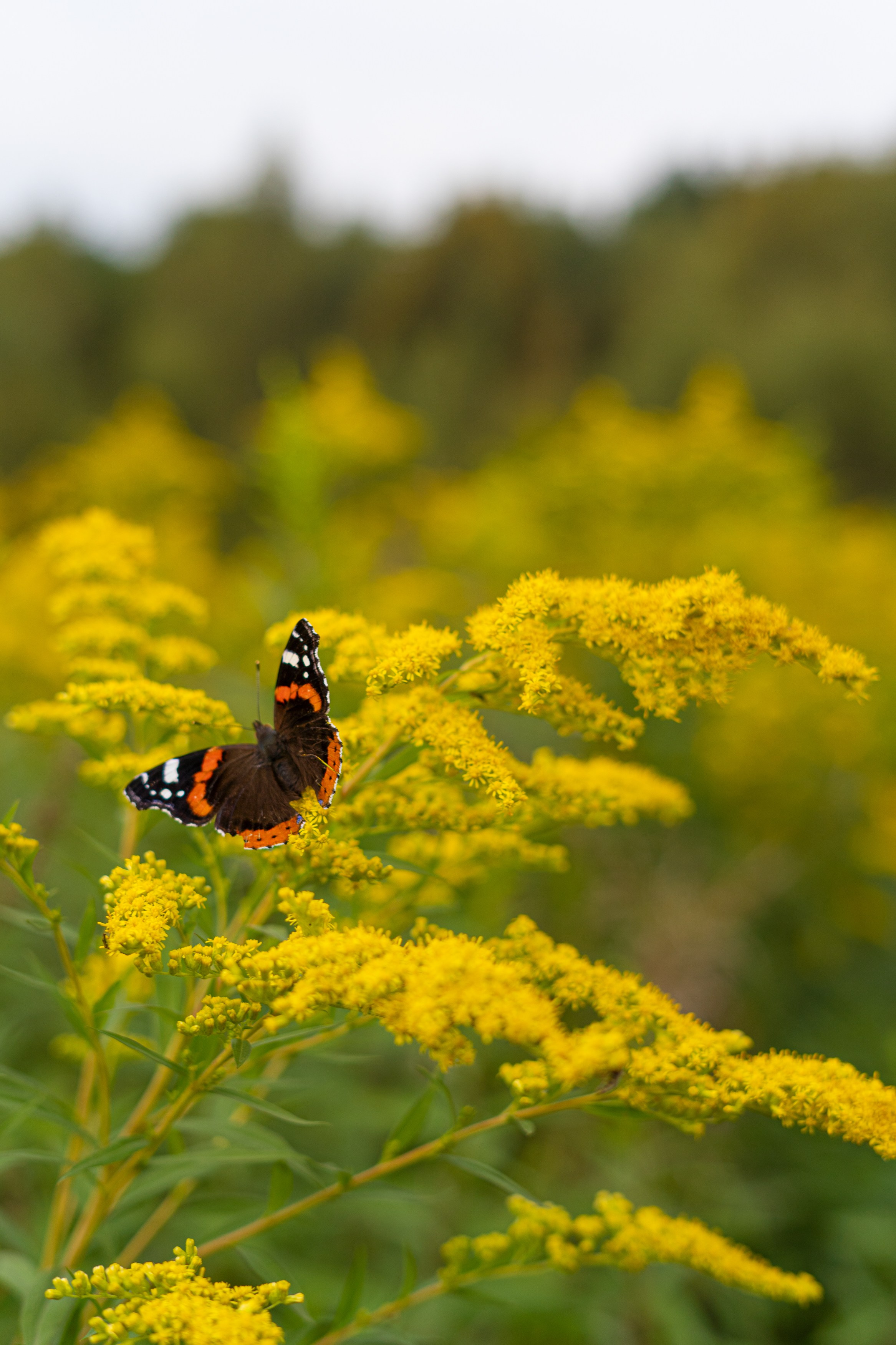 Осеннее ожидание. Главная
