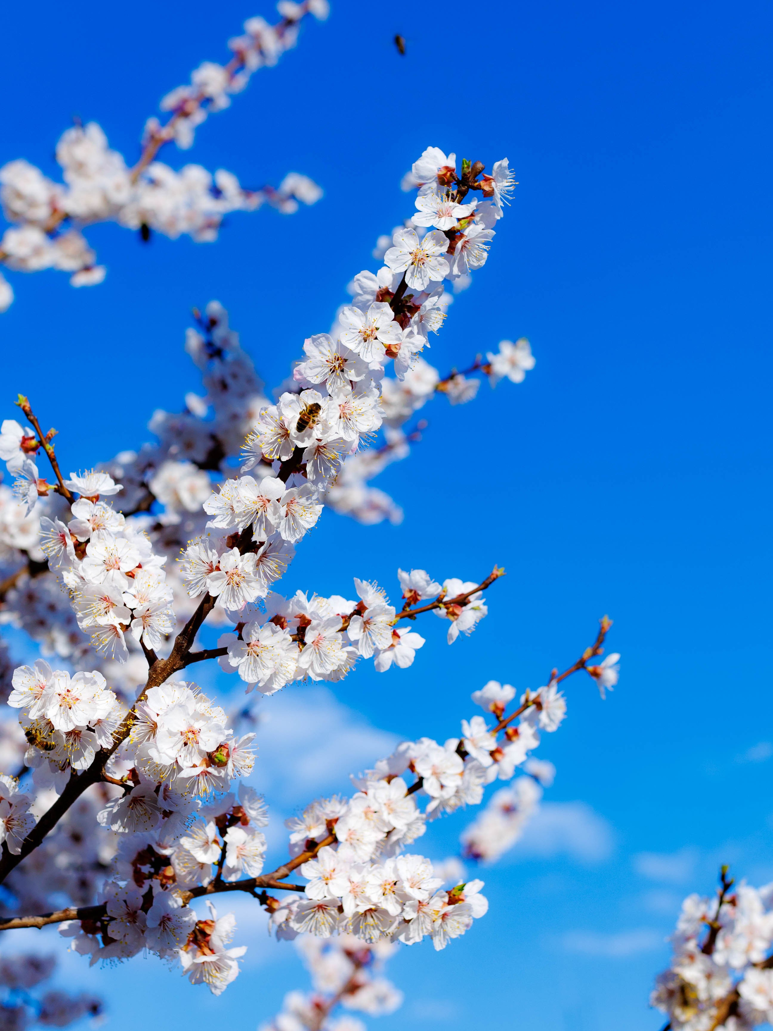 Фотографии природы Липецка. Свадебный и семейный фотограф Виолетта в Липецке