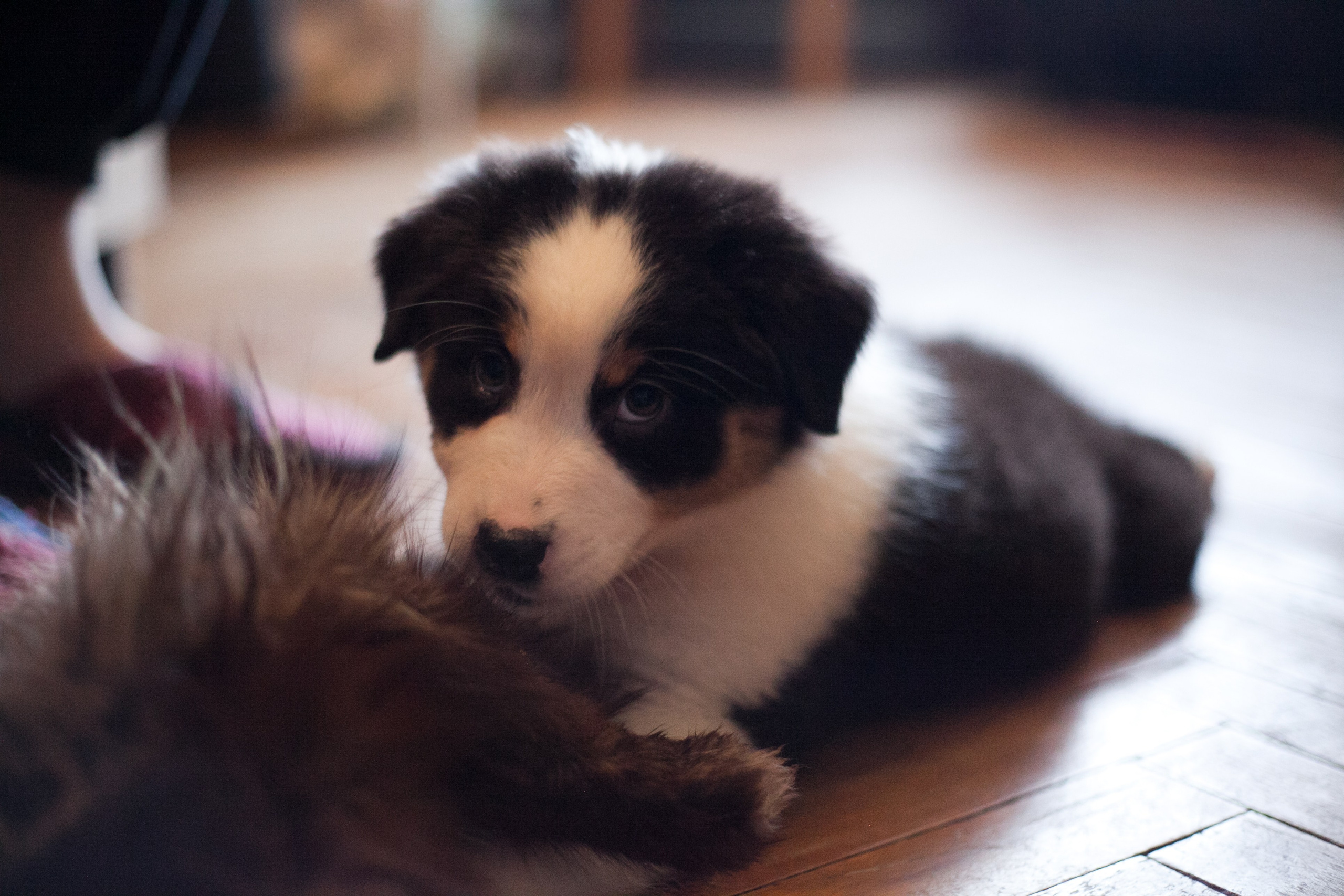 Рави. BLGKV питомник собак